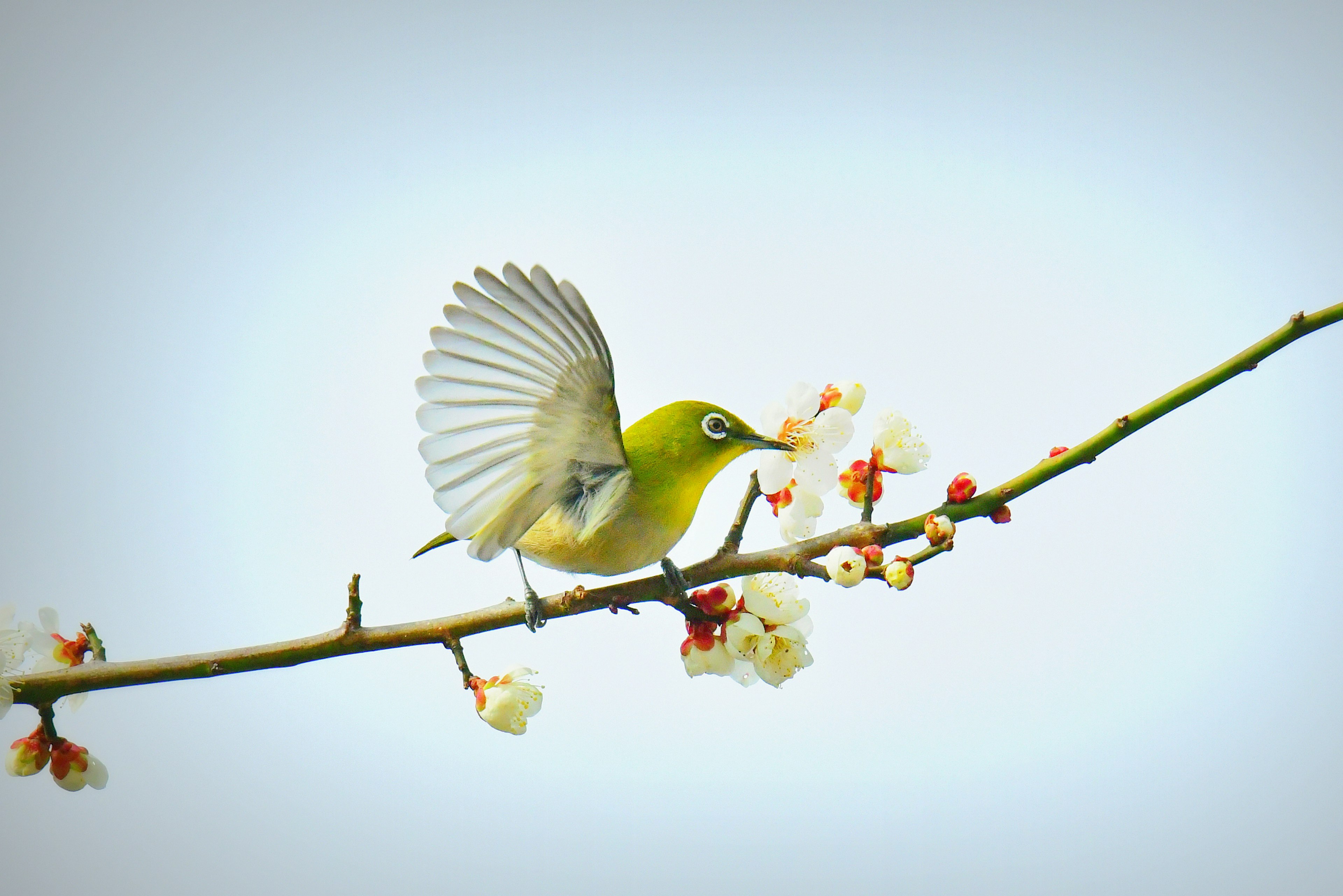 小さな緑の鳥が花の咲いた枝に止まっている