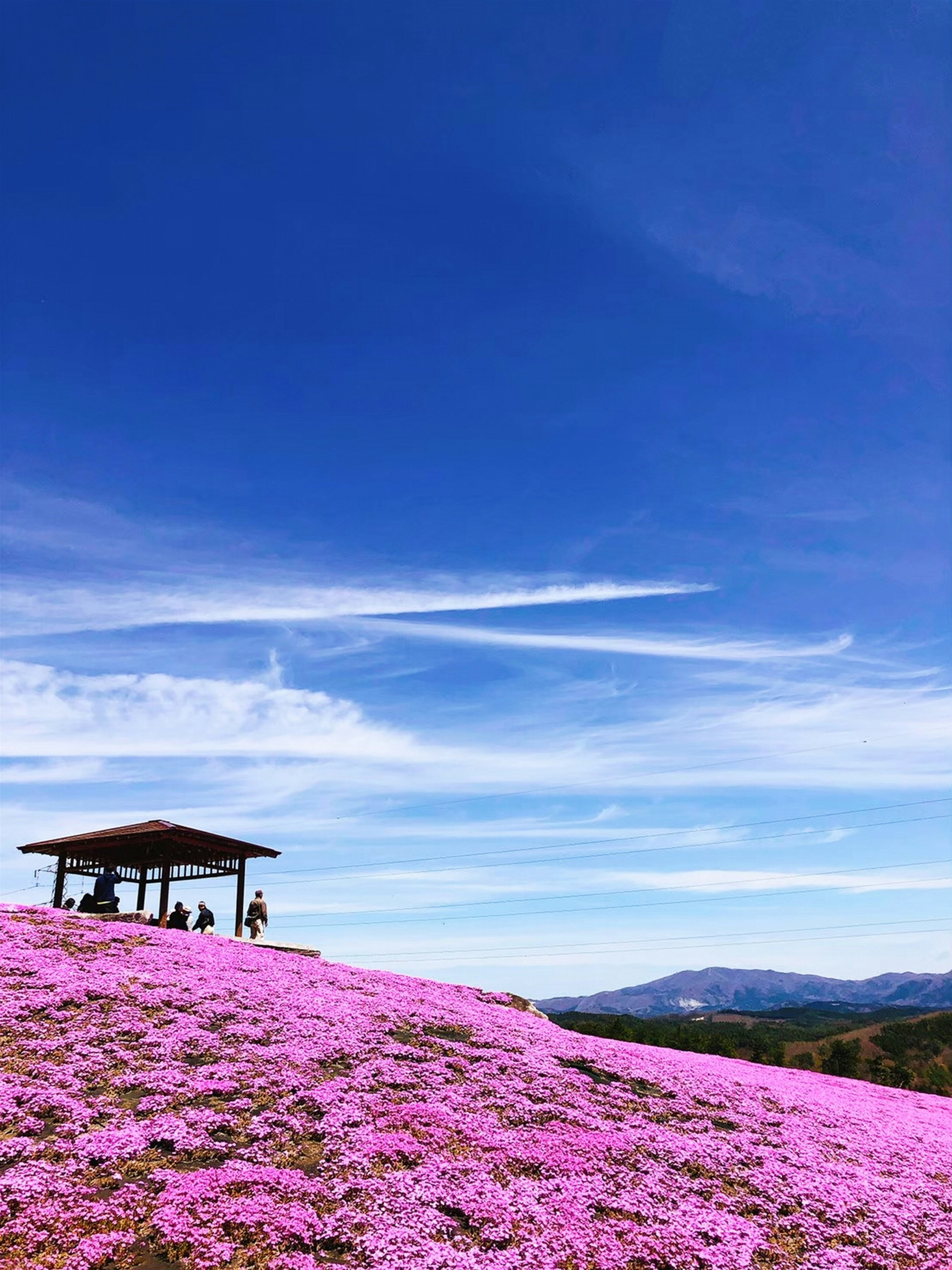 Campo de flores rosas bajo un cielo azul con un quiosco