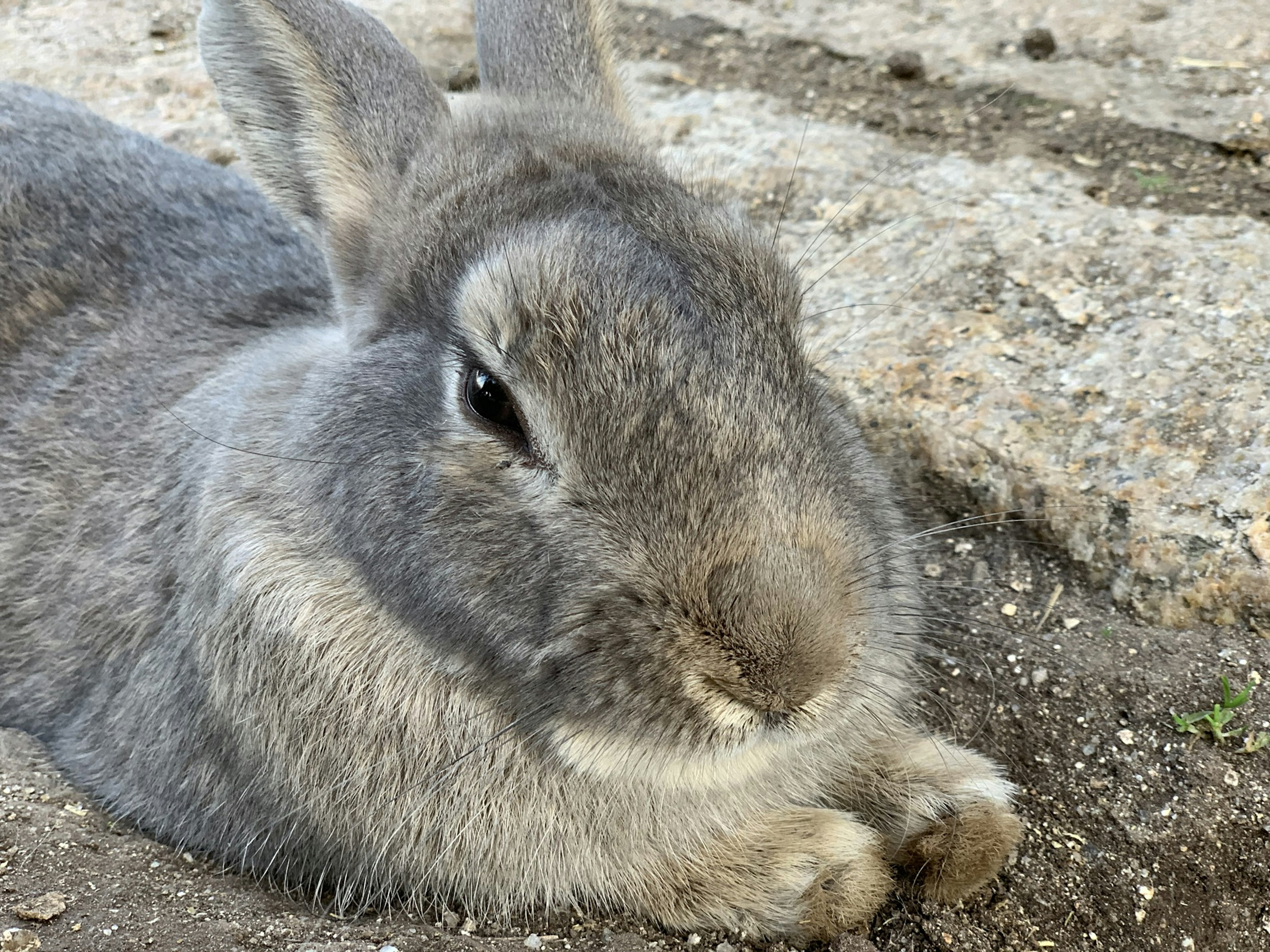 灰色のウサギが地面に横たわっている