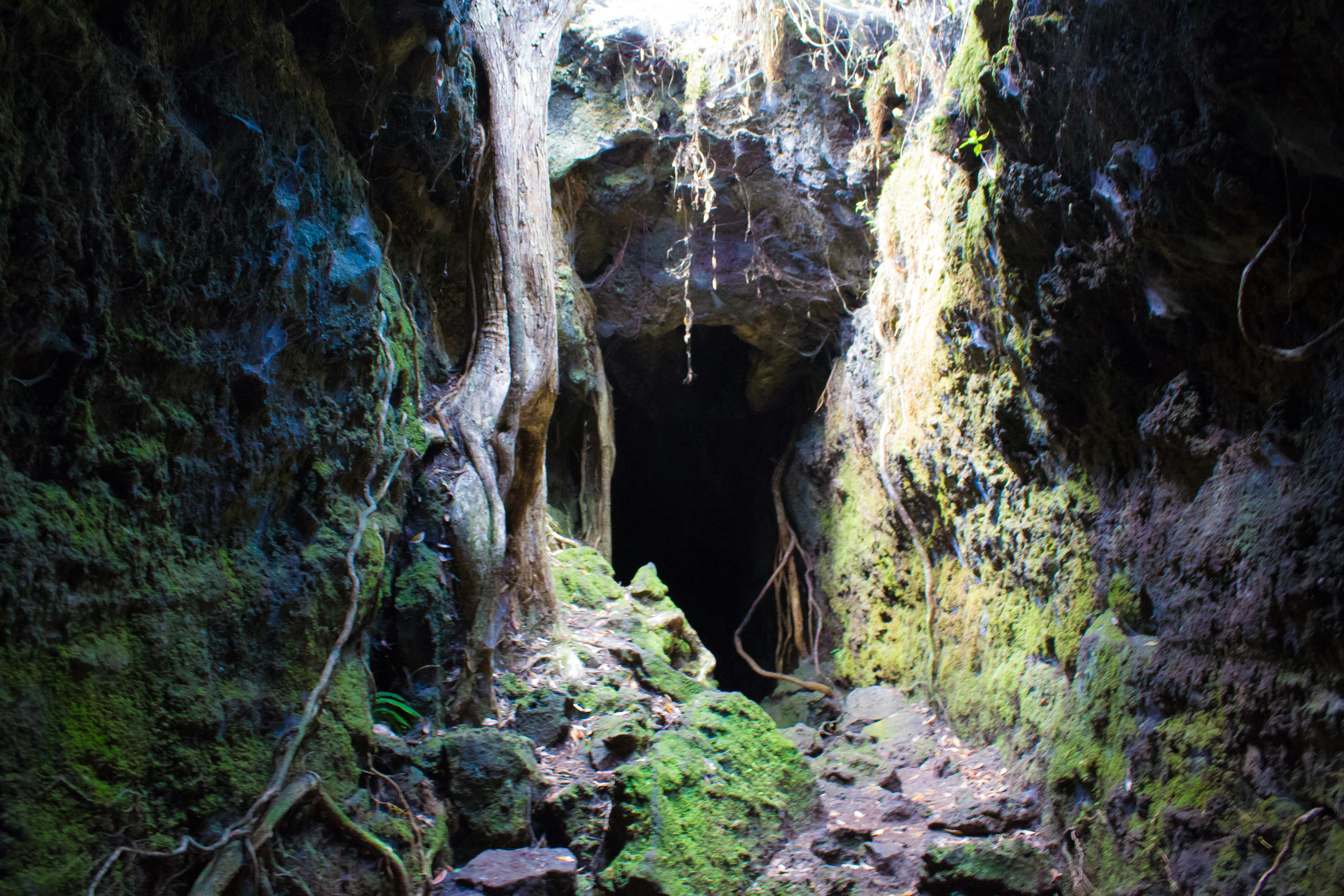 Entrada de una cueva con musgo verde y raíces entrelazadas