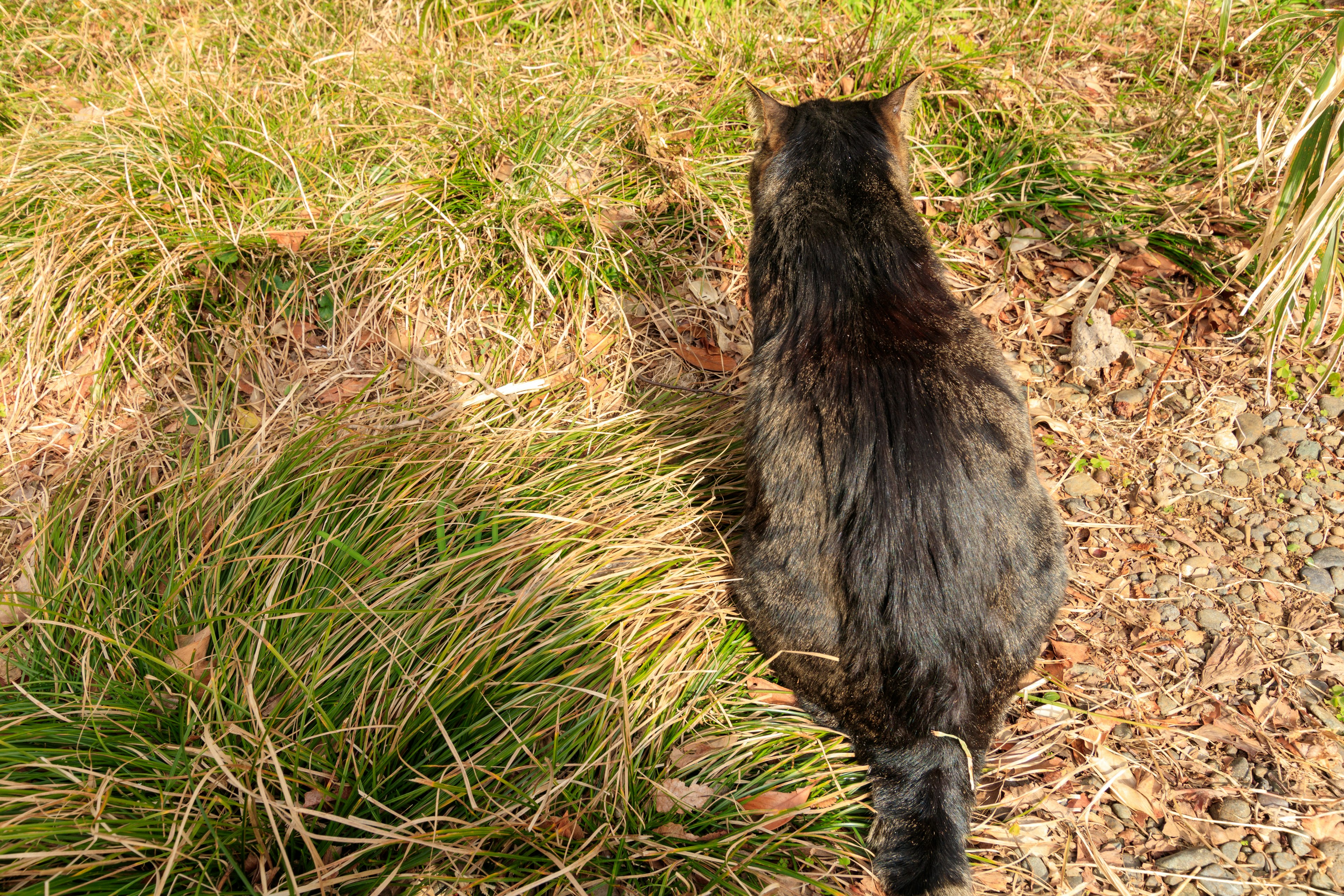 A cat walking through tall grass from behind