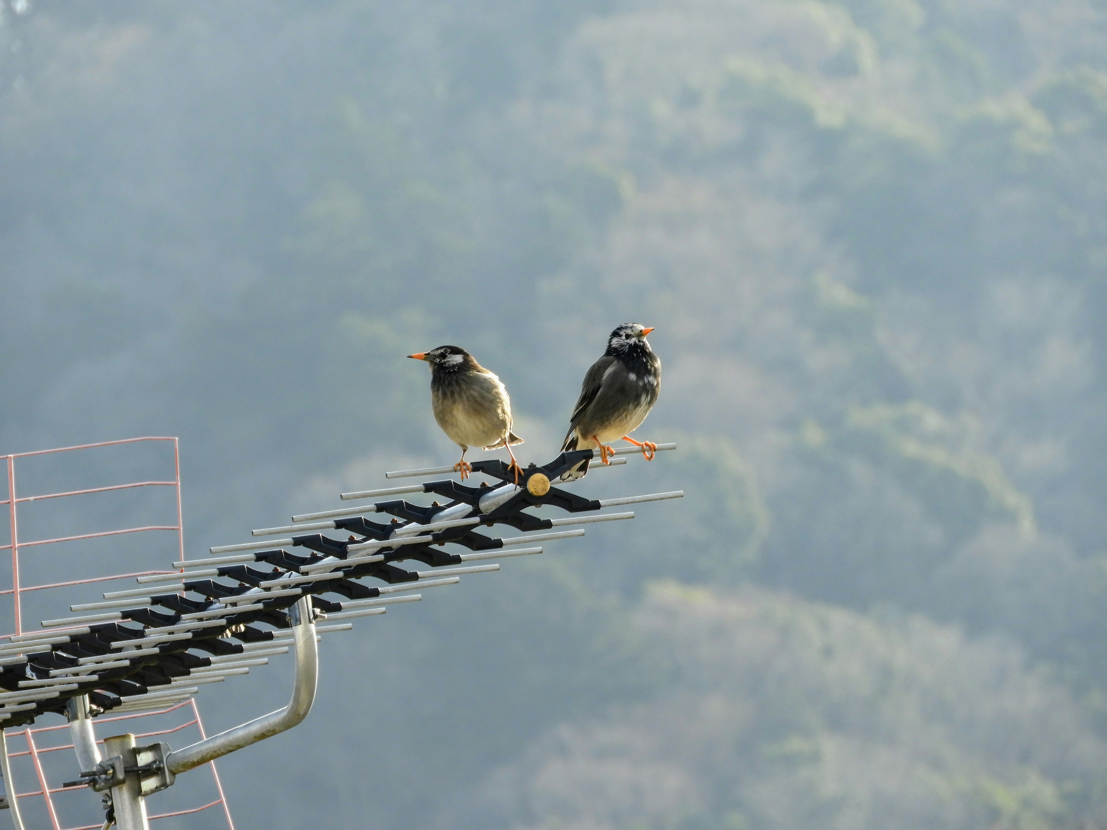 Dos pequeños pájaros posados en una antena