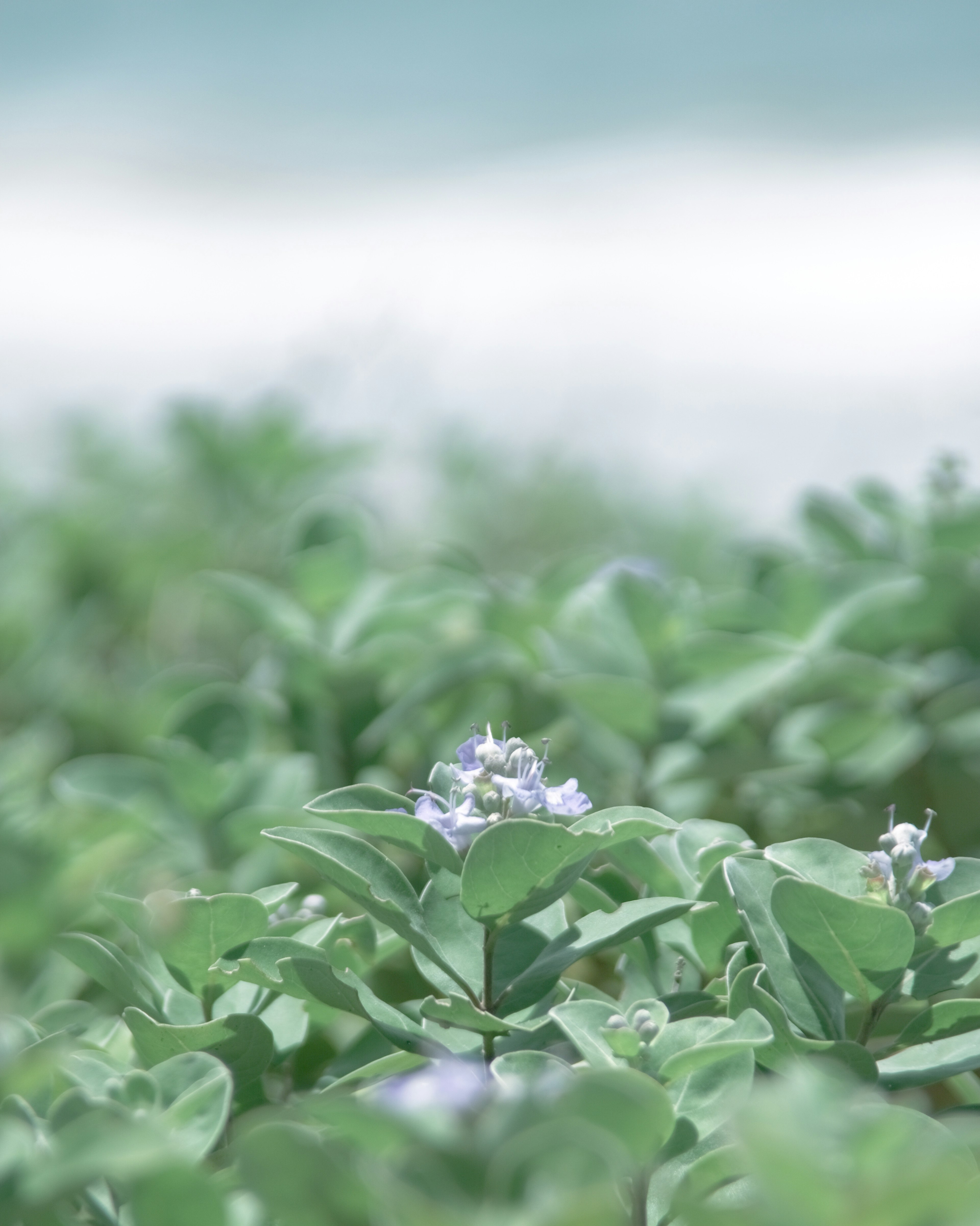 Hojas verdes con flores moradas contra un fondo de océano azul