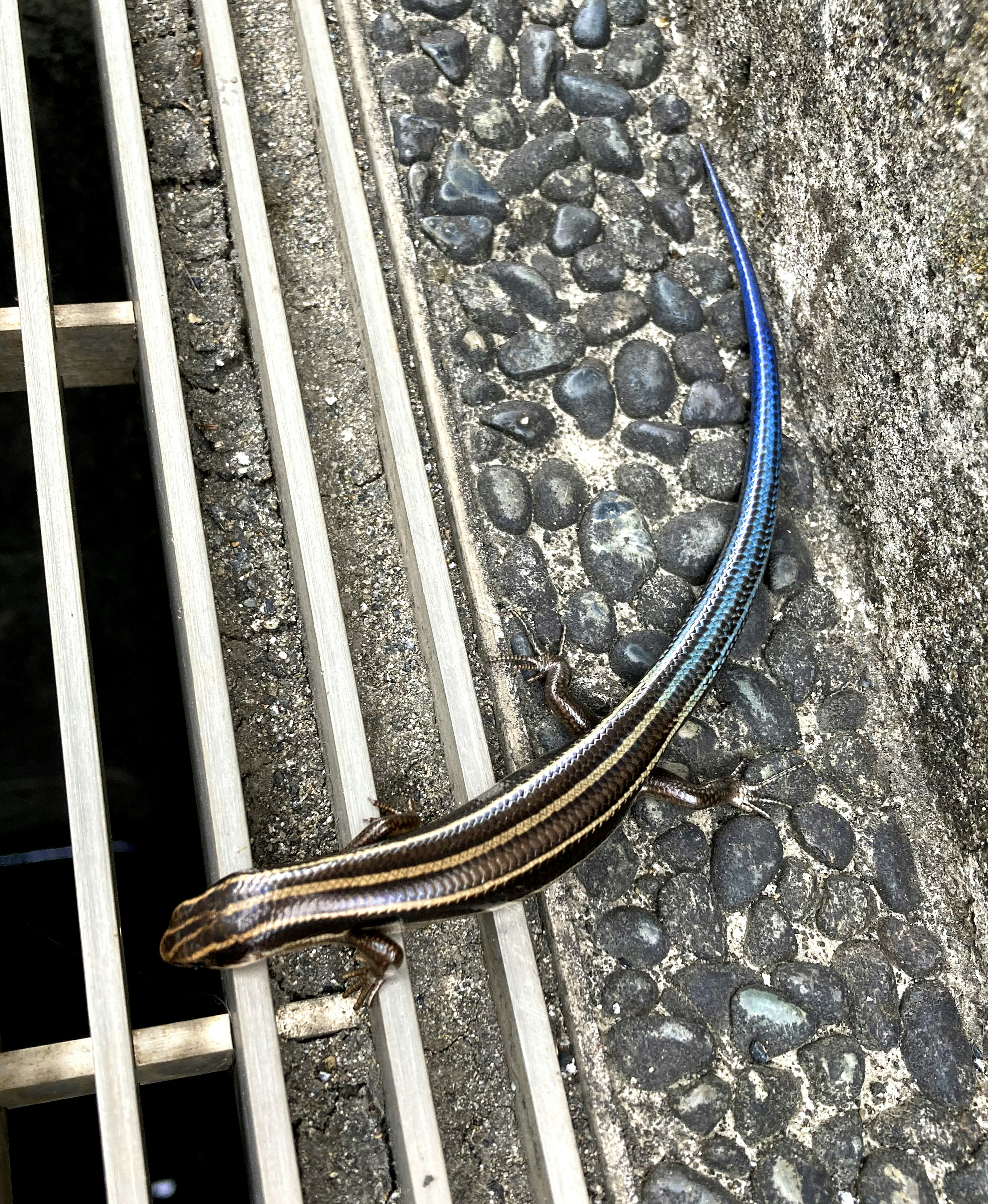 Lizard with a blue tail near a drainage grate