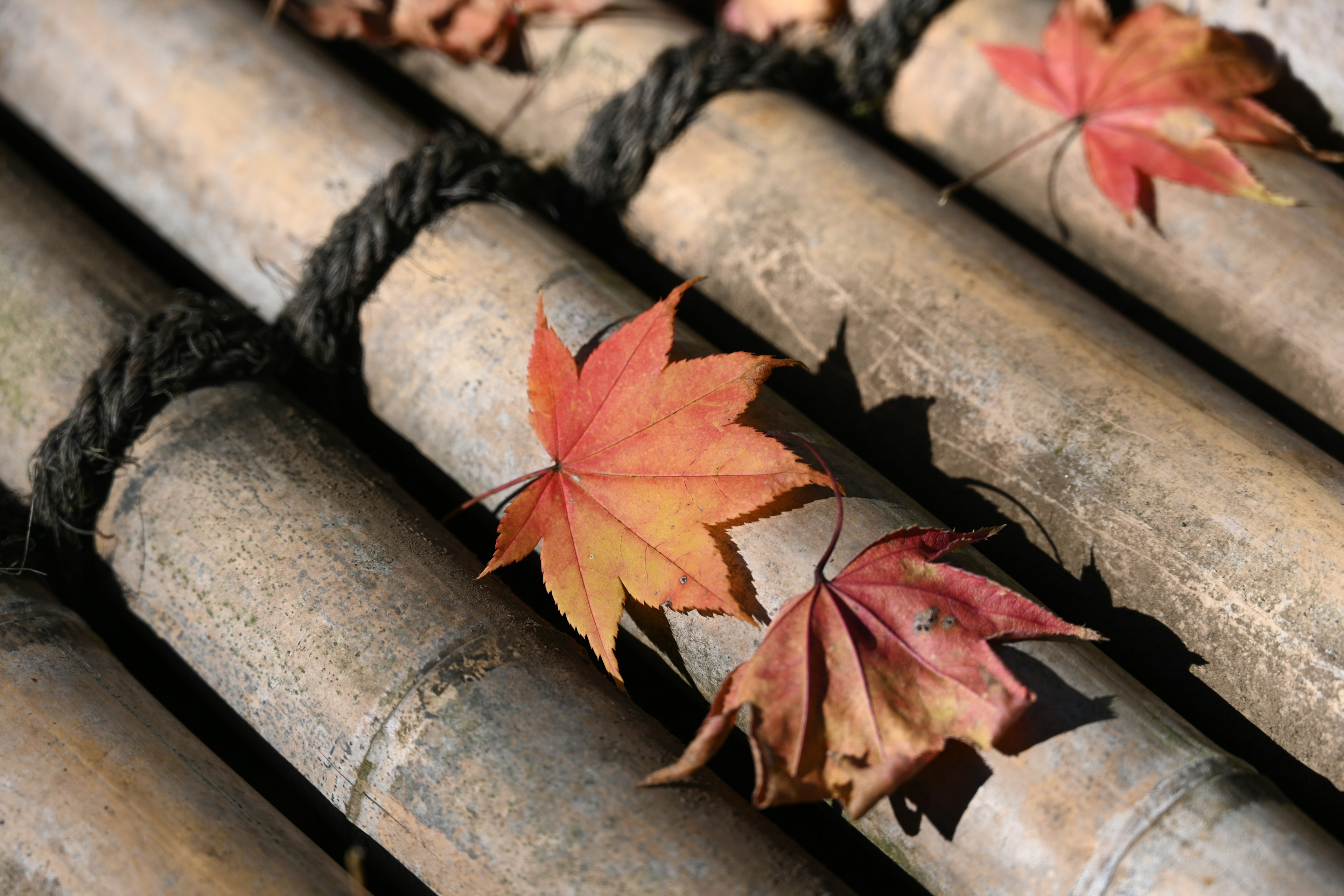 Close-up of red leaves resting on bamboo