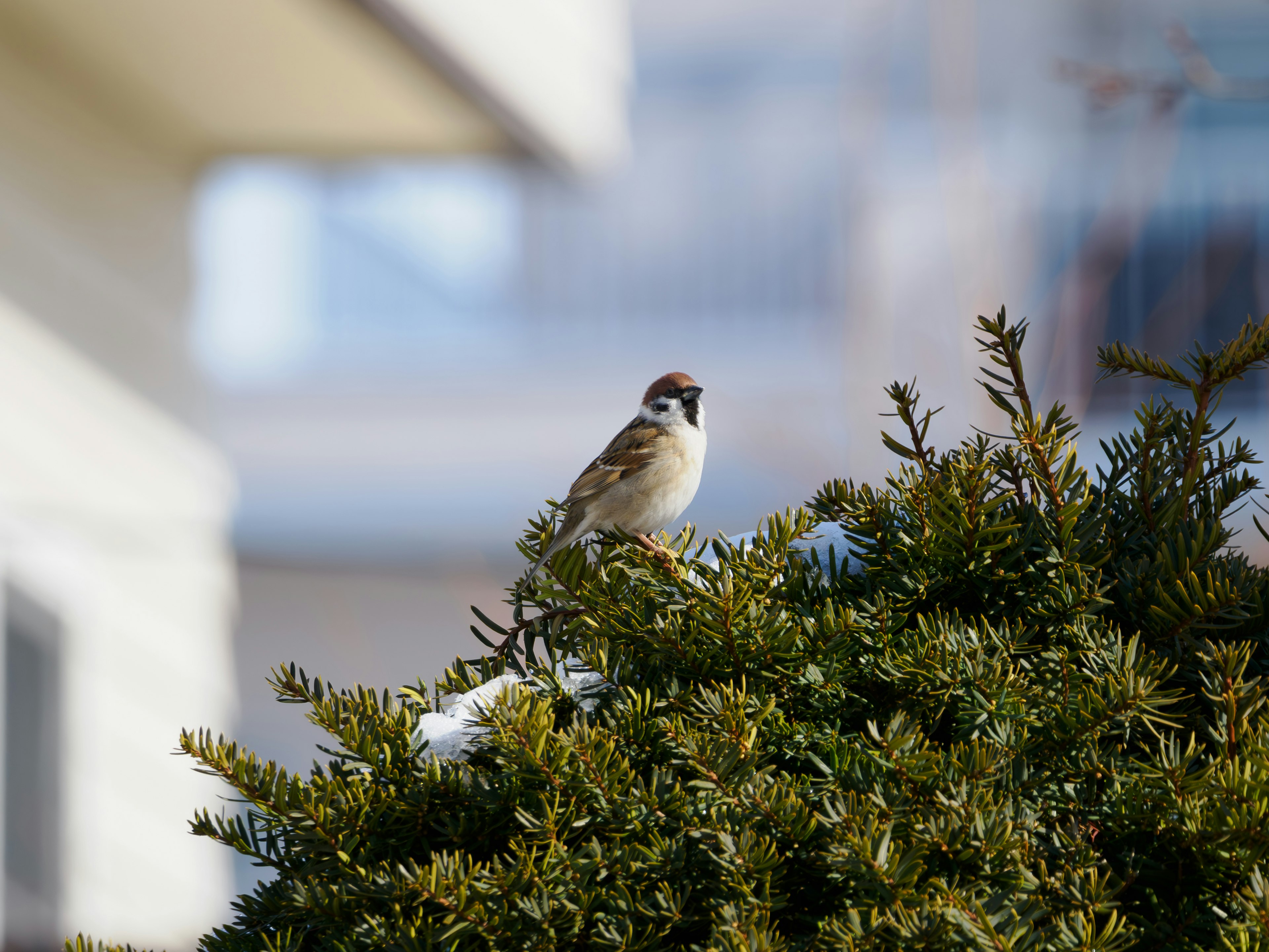 Ein kleiner Vogel, der auf einem Busch mit grünen Blättern im Hintergrund sitzt