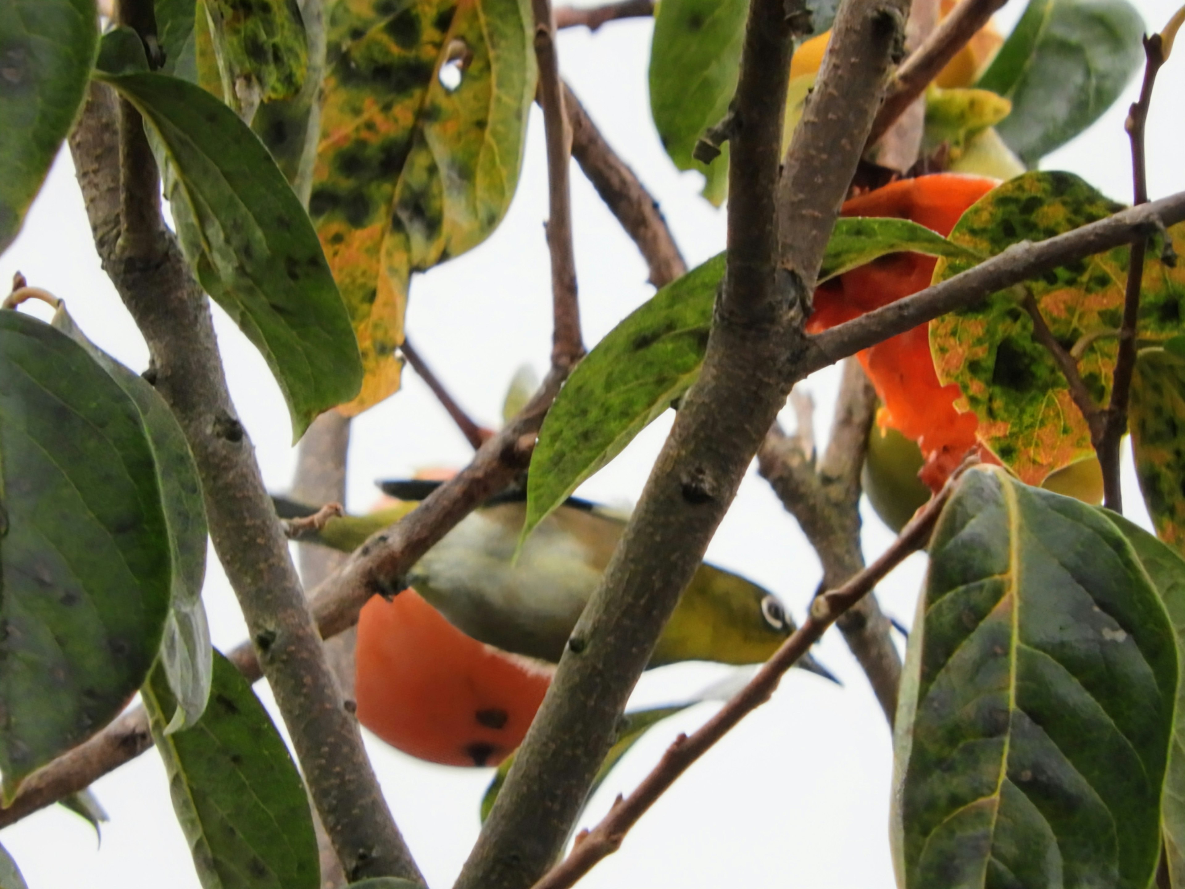 Uccello piccolo tra foglie verdi e frutti arancioni su un ramo d'albero