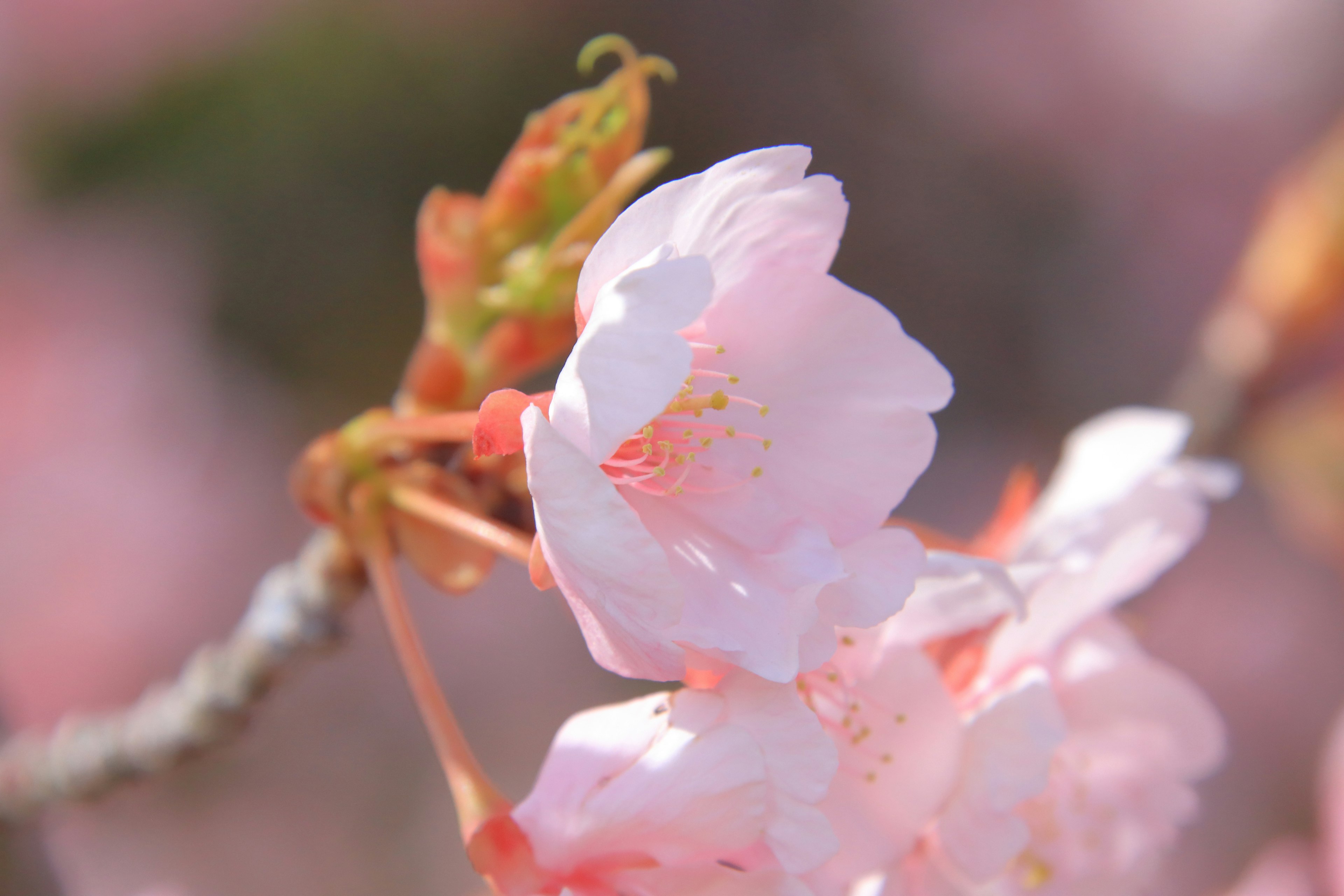 Kedekatan bunga sakura pink lembut