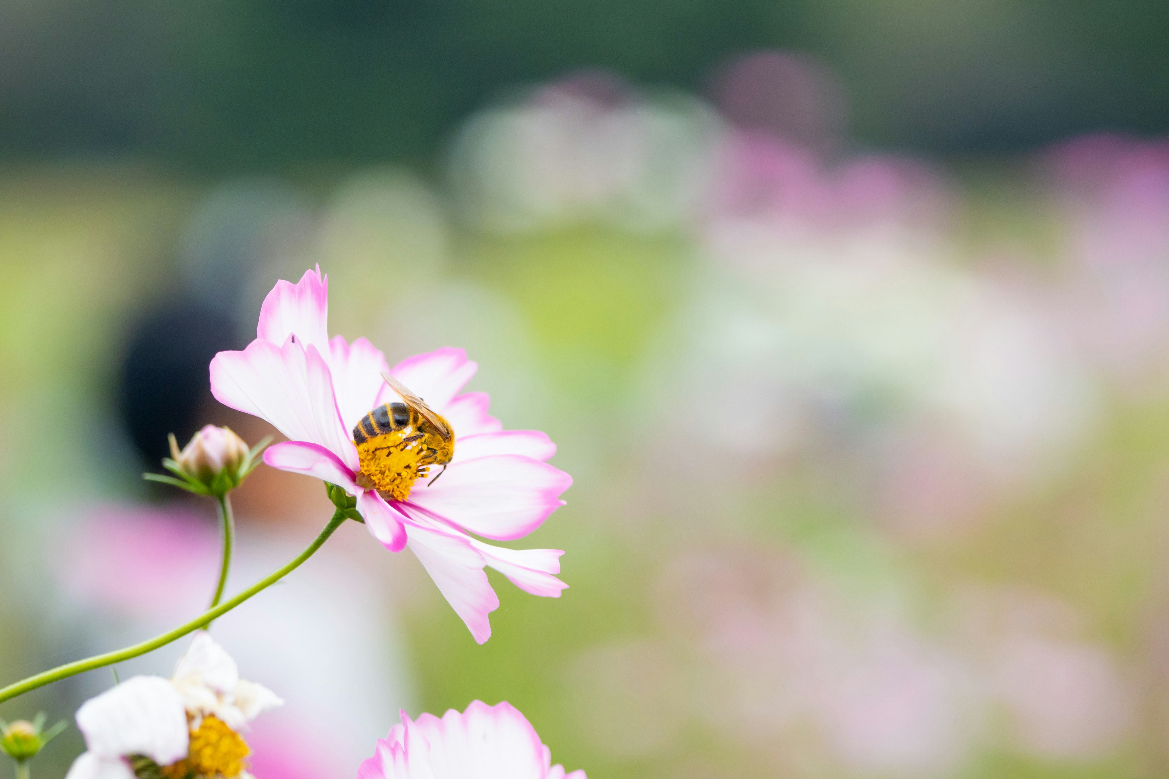 Abeja en una flor rosa con fondo borroso