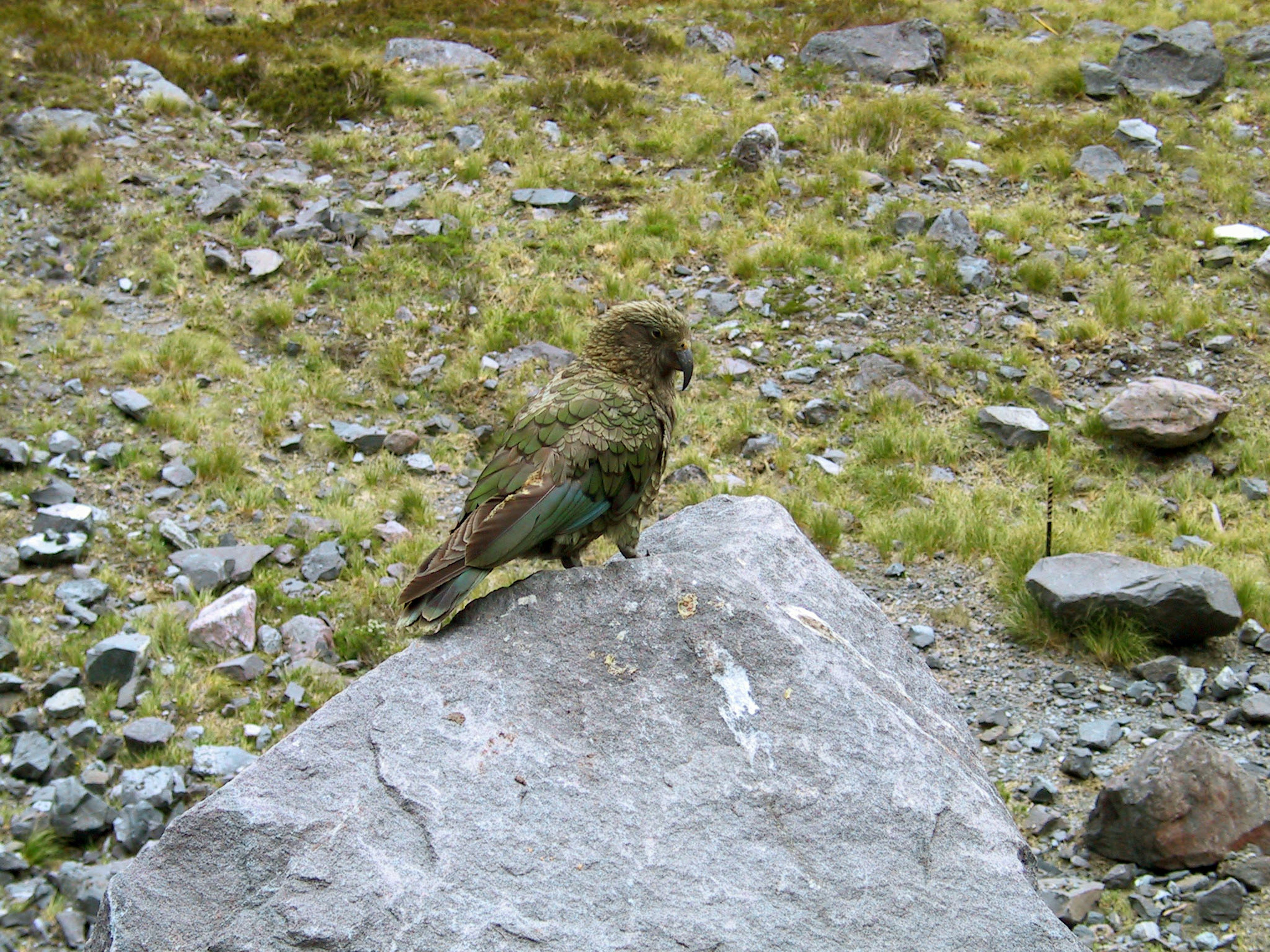 Un oiseau kea perché sur une roche entourée de pierres et d'herbe