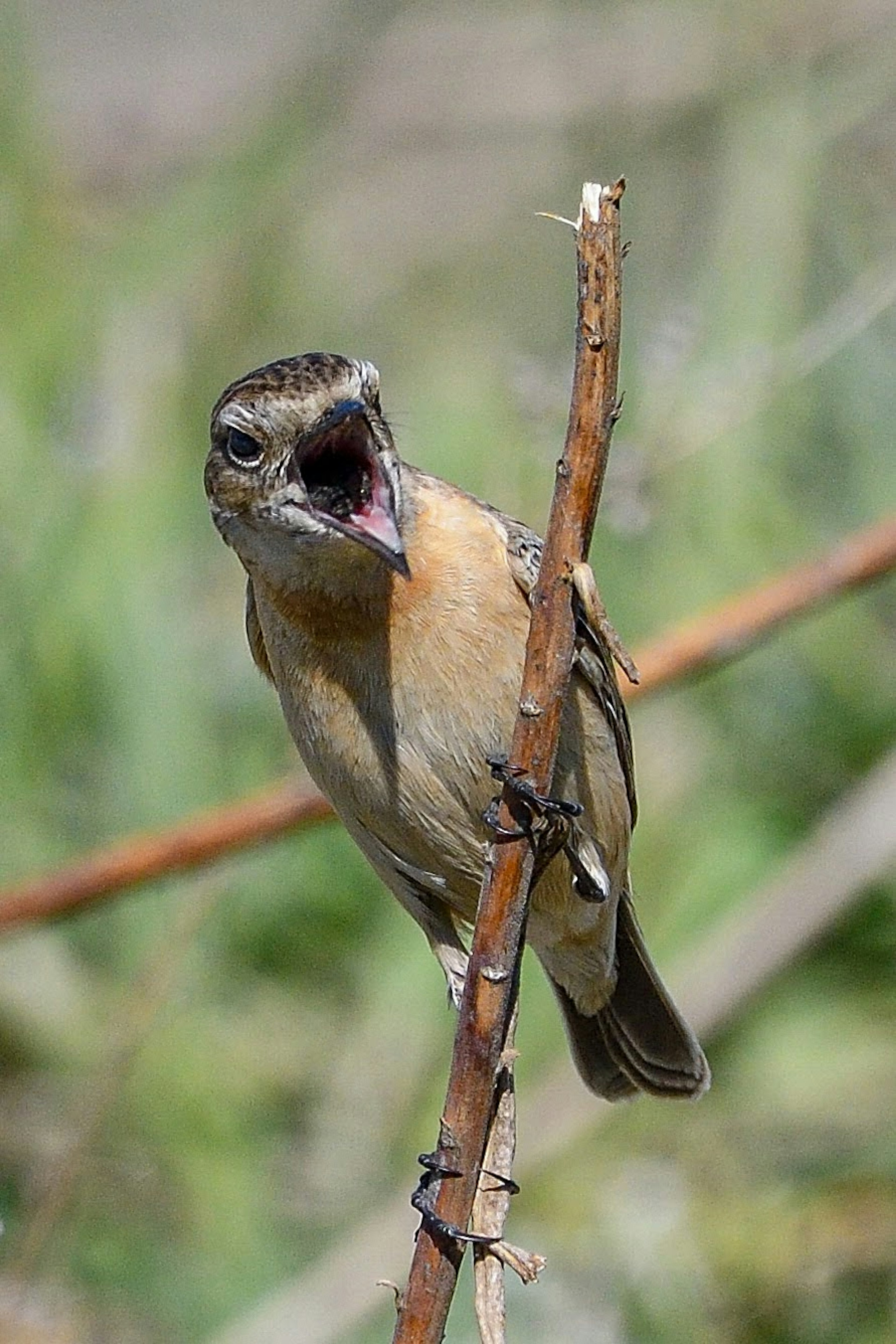 枝に止まった小さな鳥が大きな口を開けて鳴いている