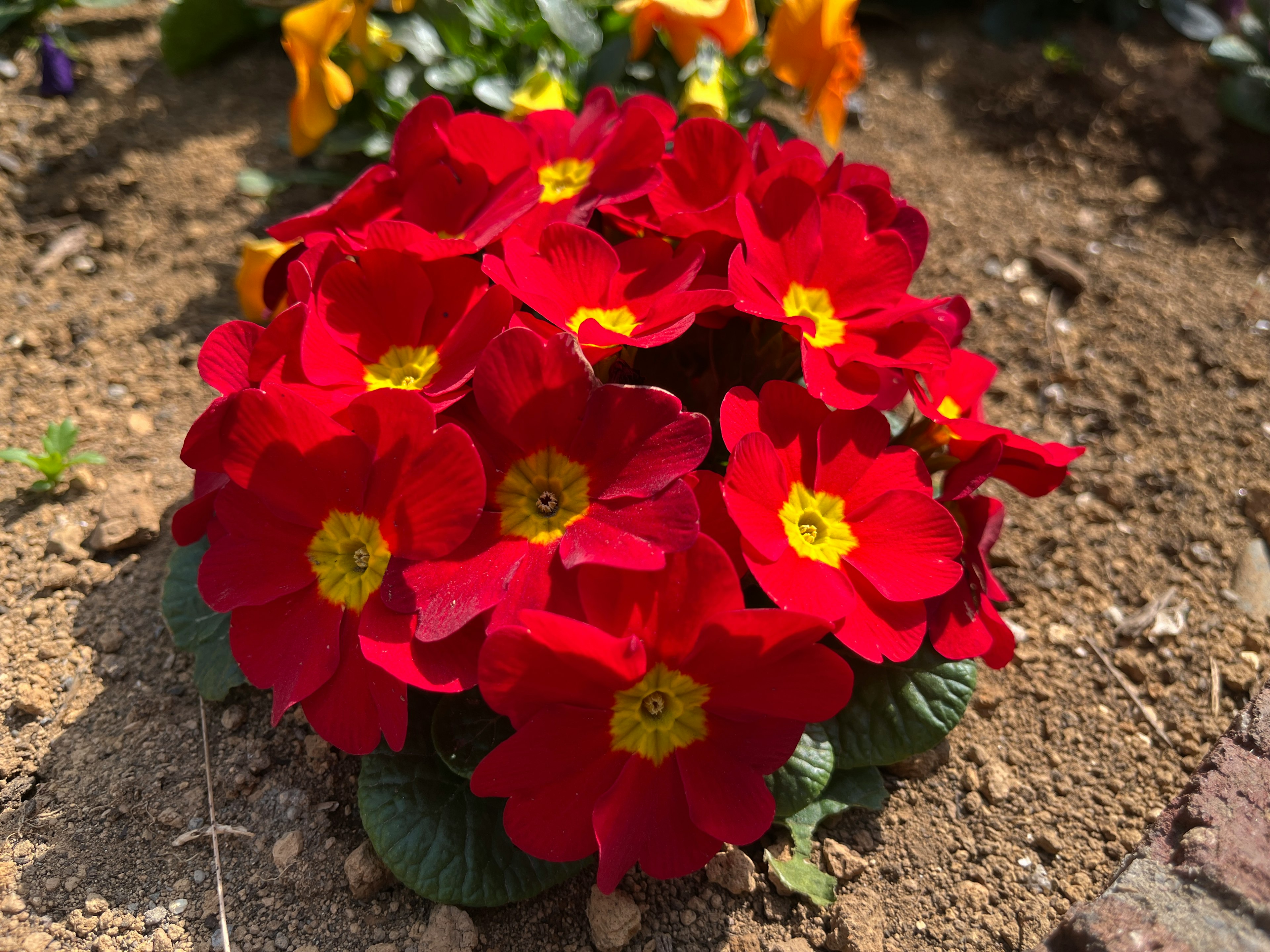 Kumpulan bunga primula merah dengan pusat kuning