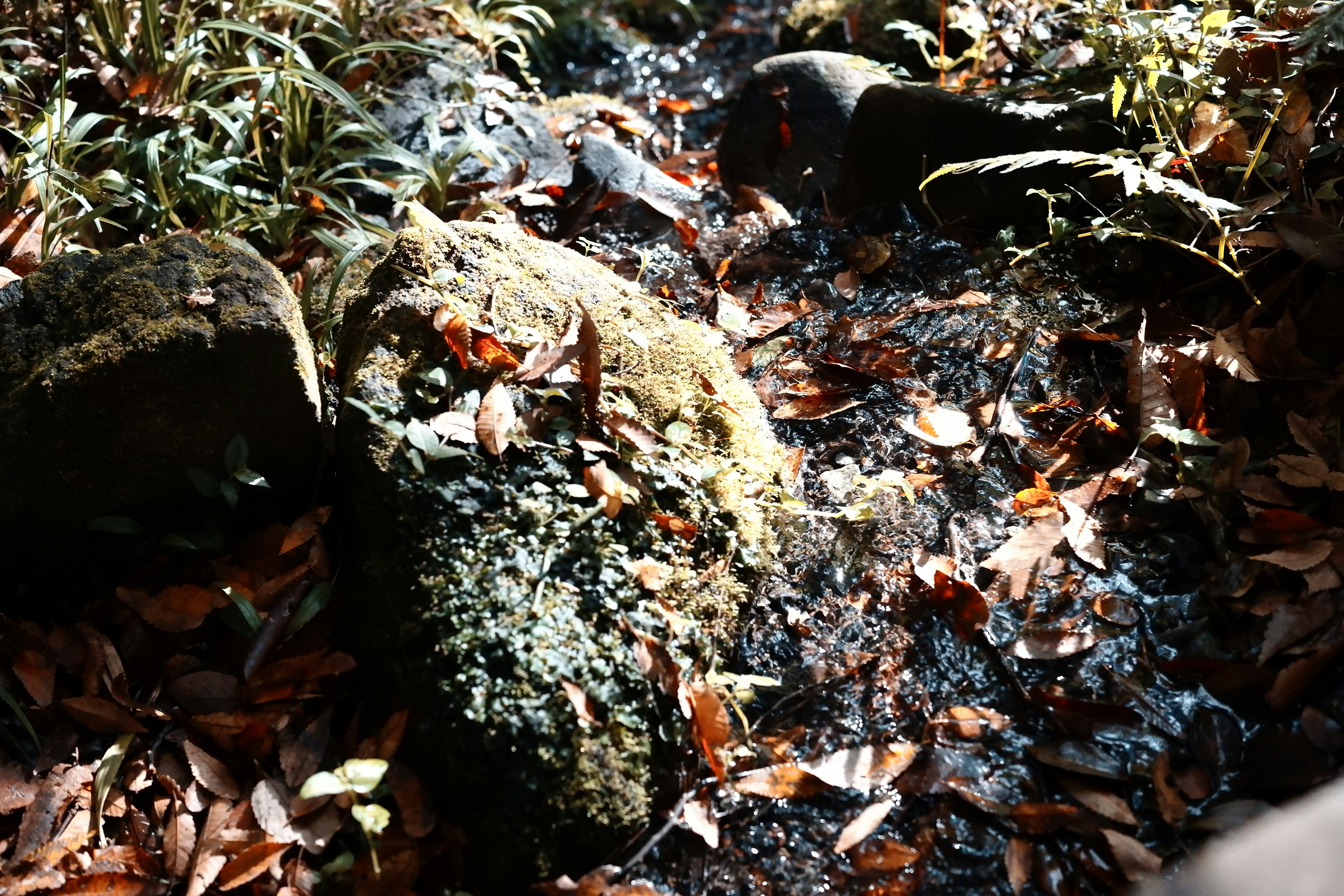 Immagine di un sentiero con rocce e foglie sparse