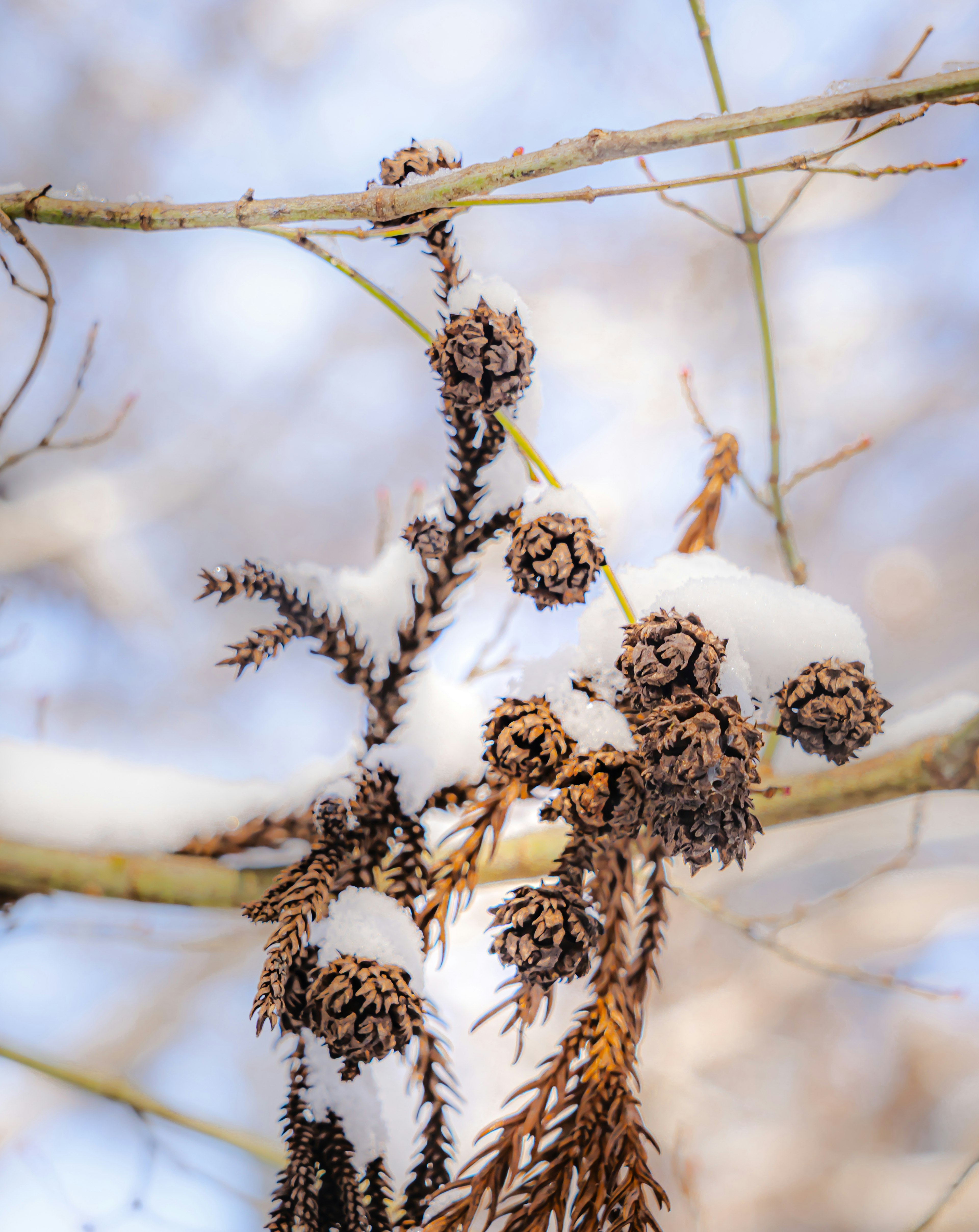 Primer plano de piñas y ramas cubiertas de nieve