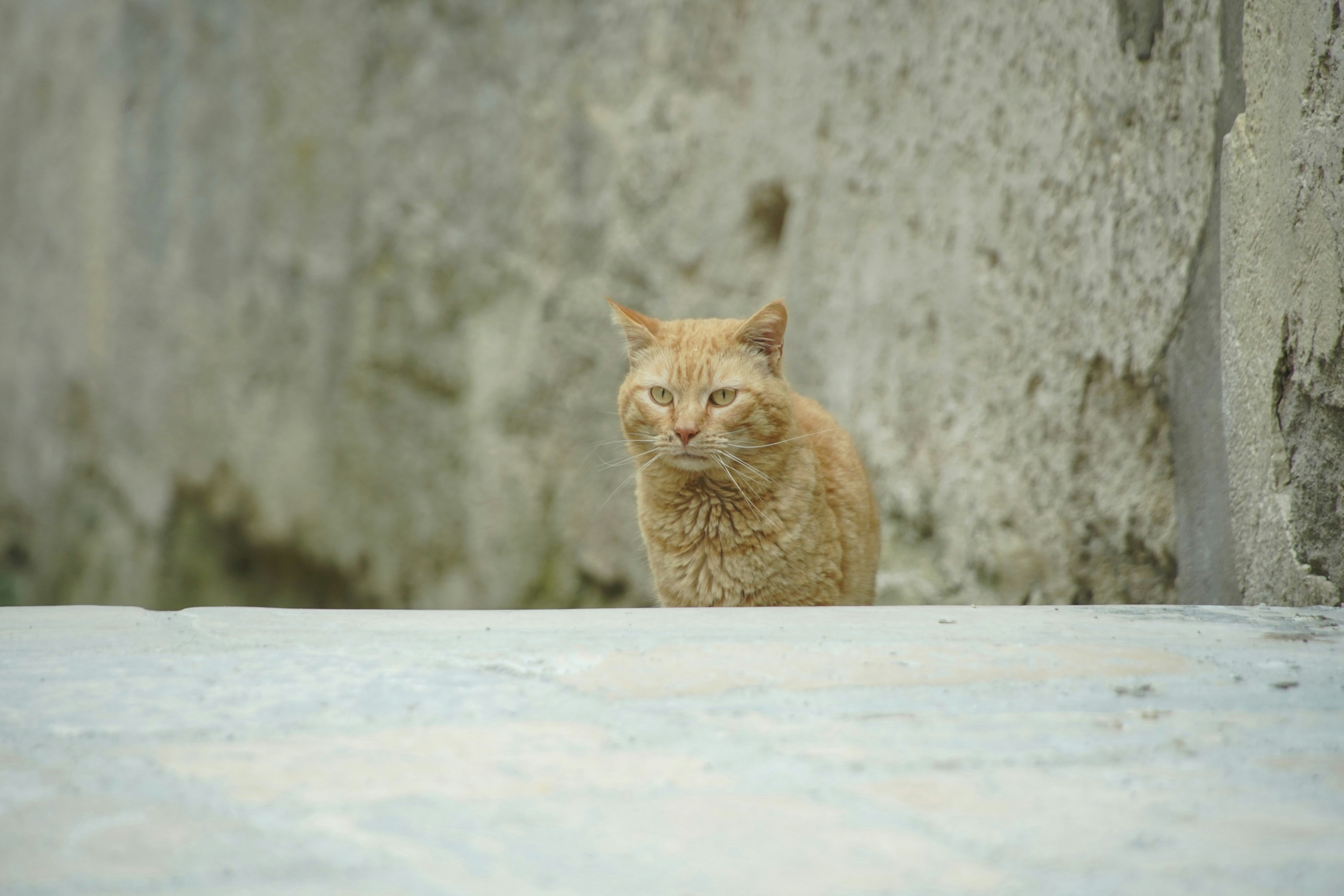 壁の前に座っている茶色の猫