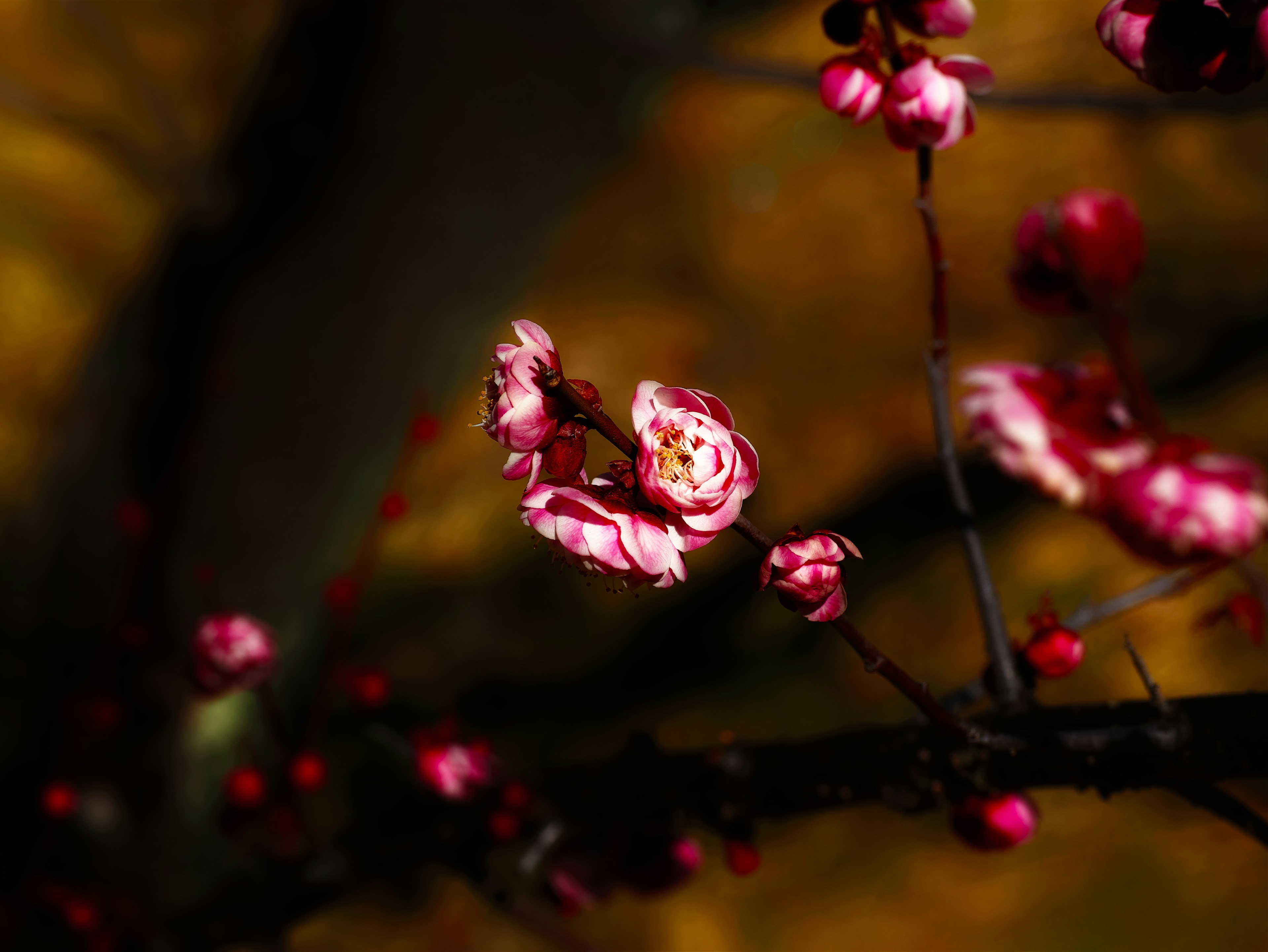 暗い背景に映える鮮やかなピンクの花が咲いている枝