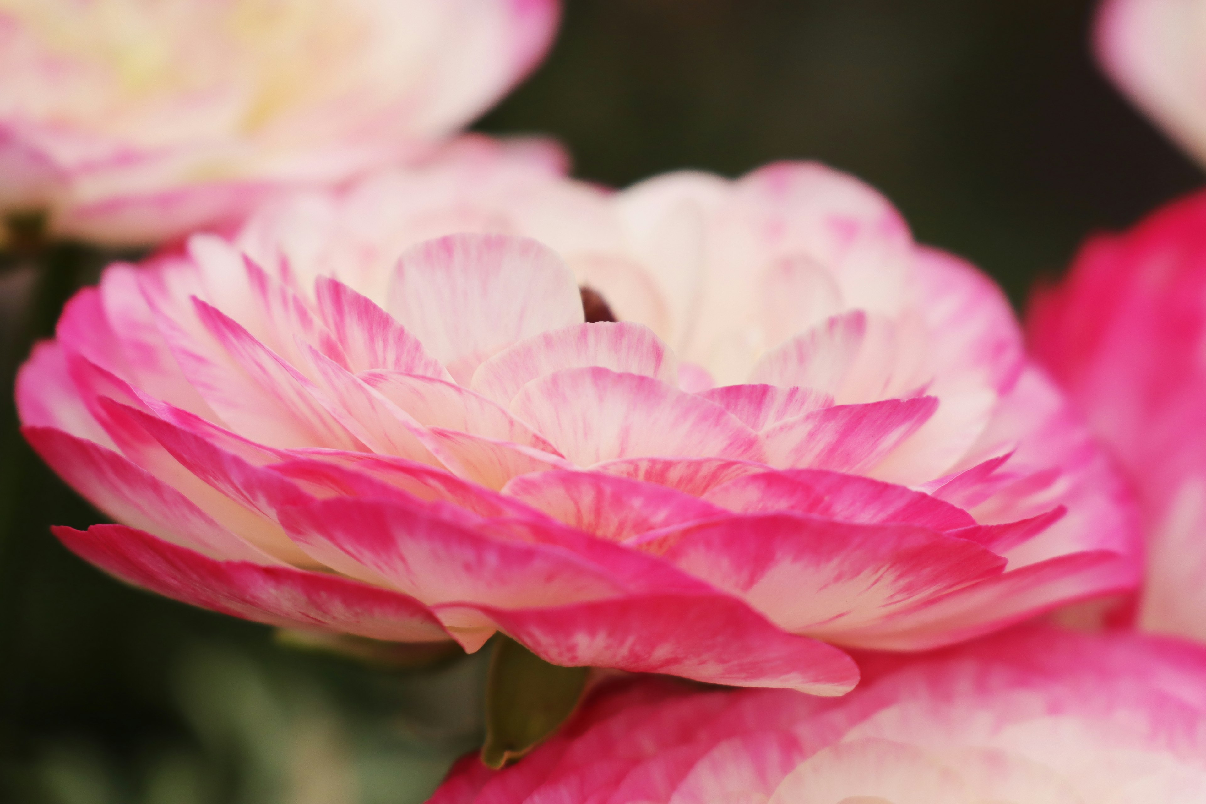 Primo piano di un fiore di ranuncolo con petali rosa e bianchi vibranti