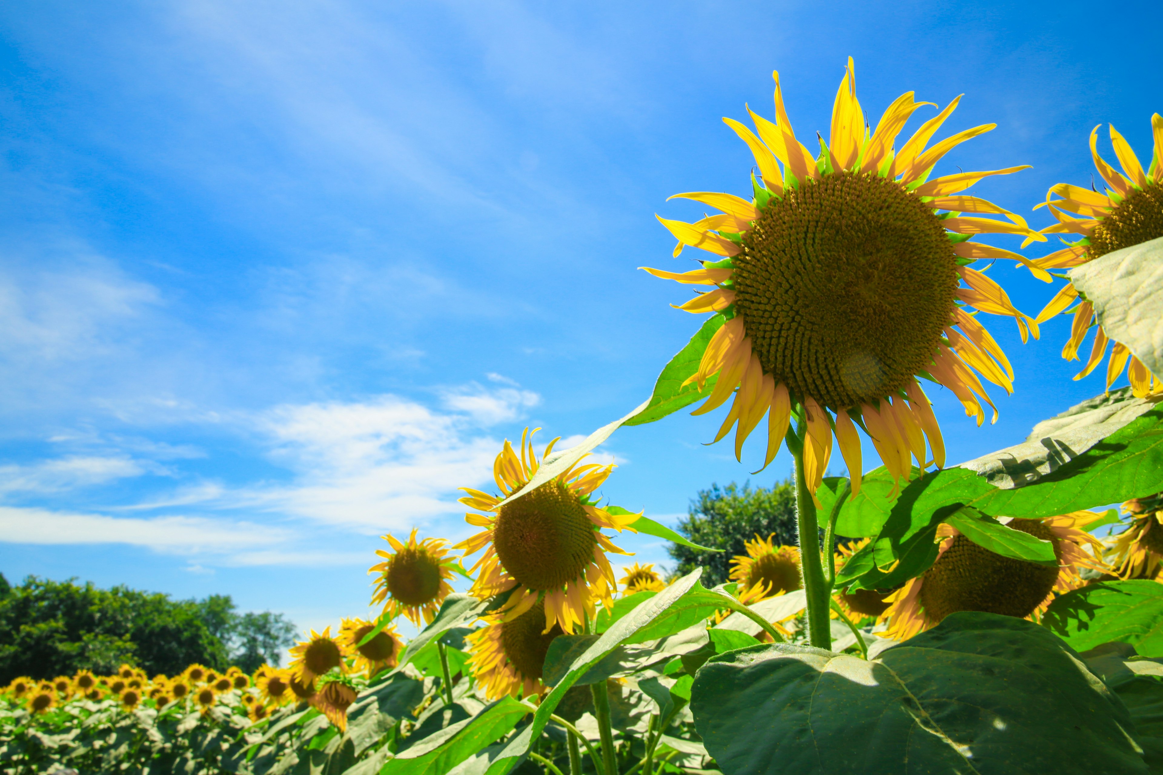 Un champ de tournesols sous un ciel bleu avec des fleurs jaunes vives