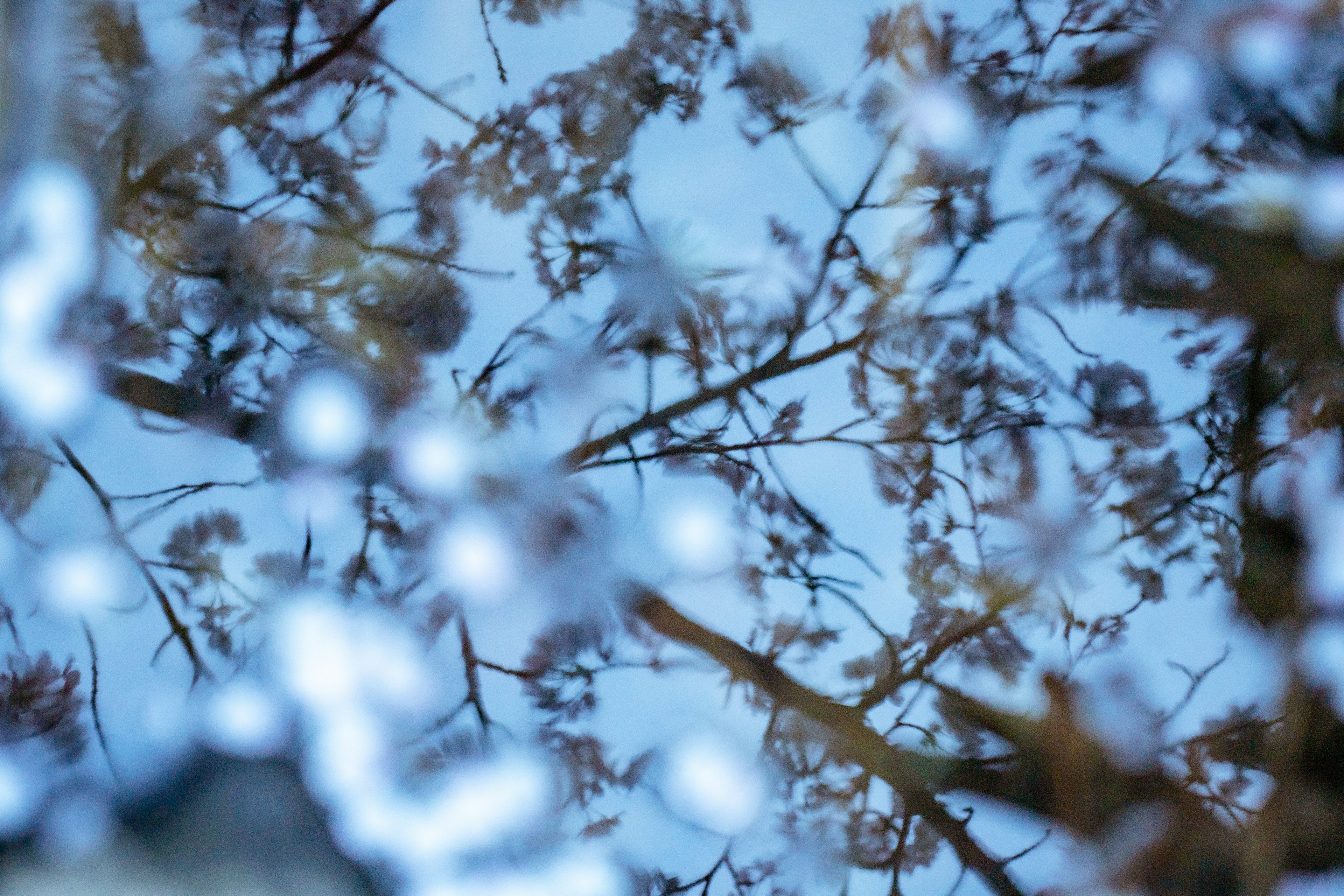 水面に映る桜の花と空の青色の景色