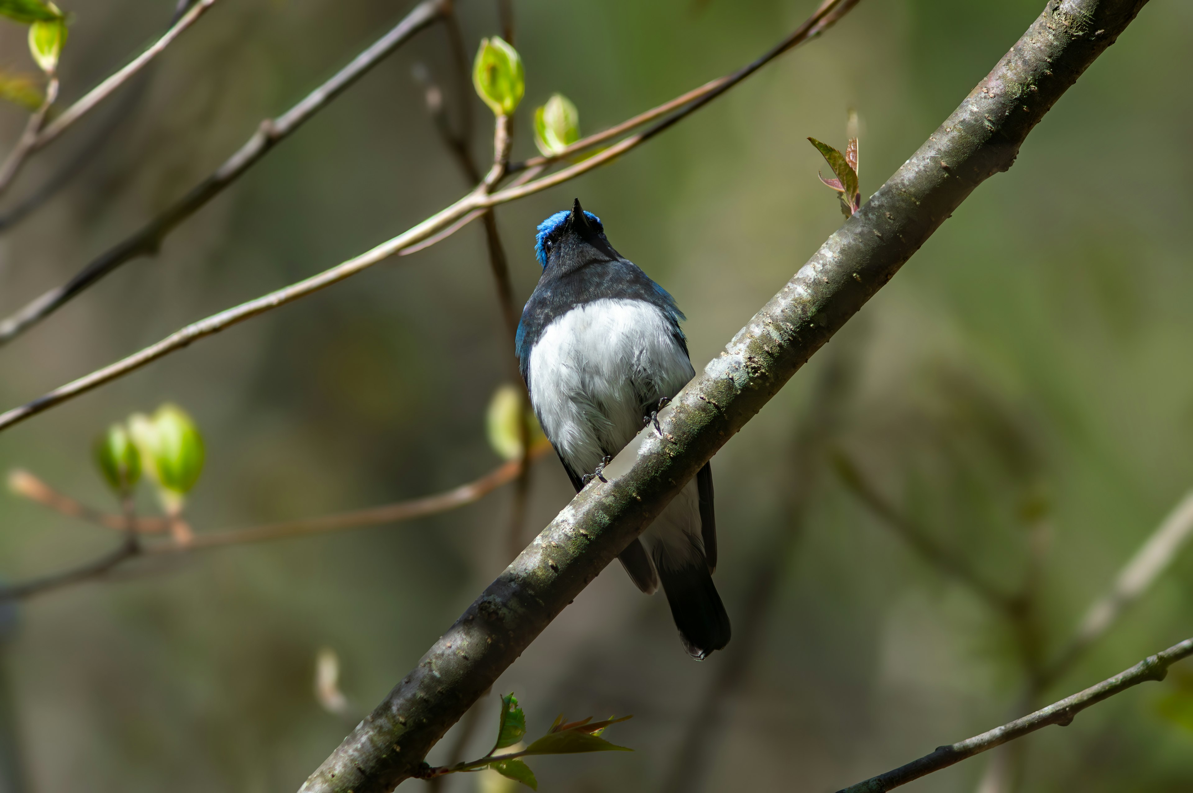 A small bird with a blue head and white belly perched on a branch