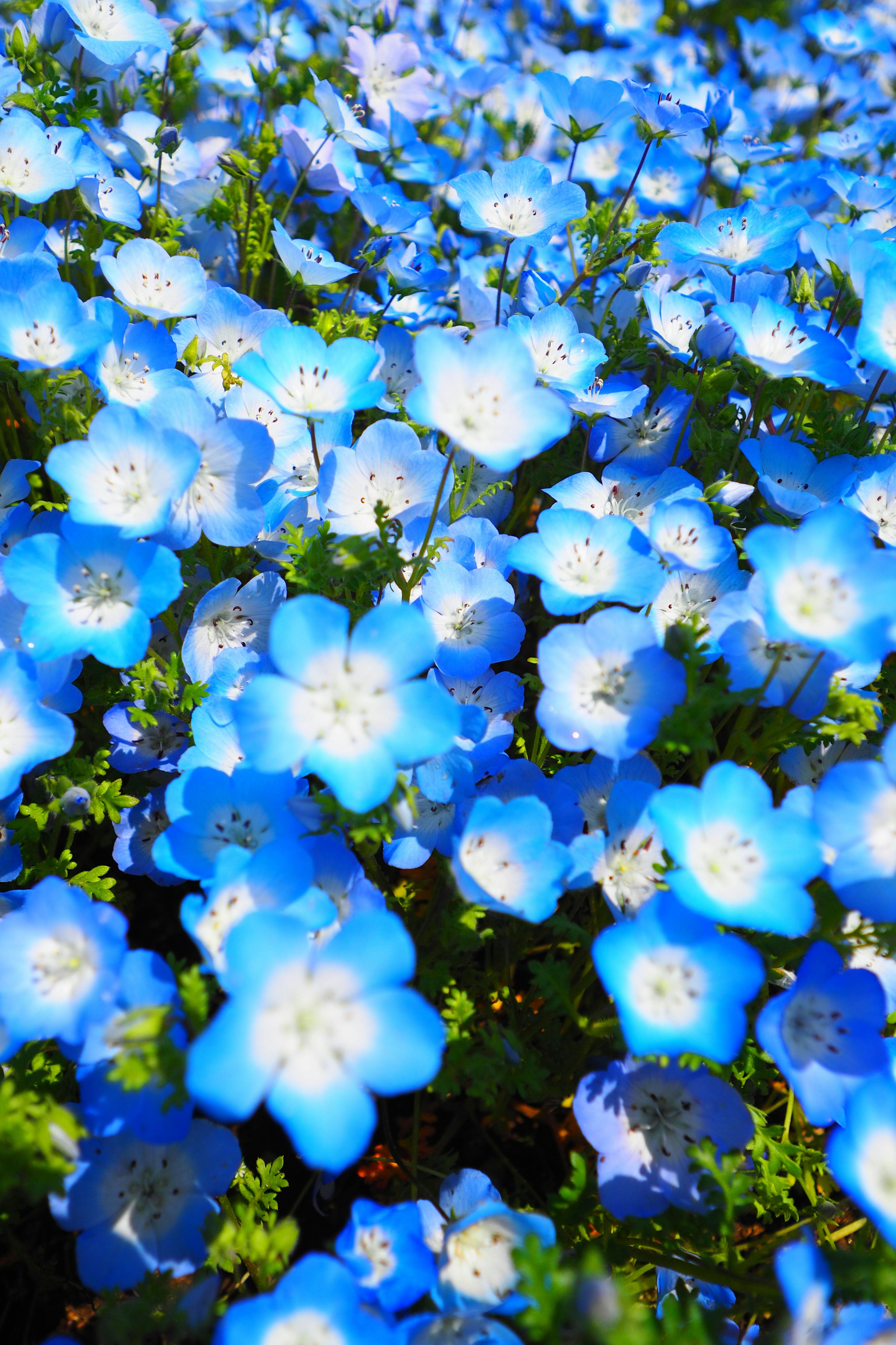 Field of blooming blue flowers