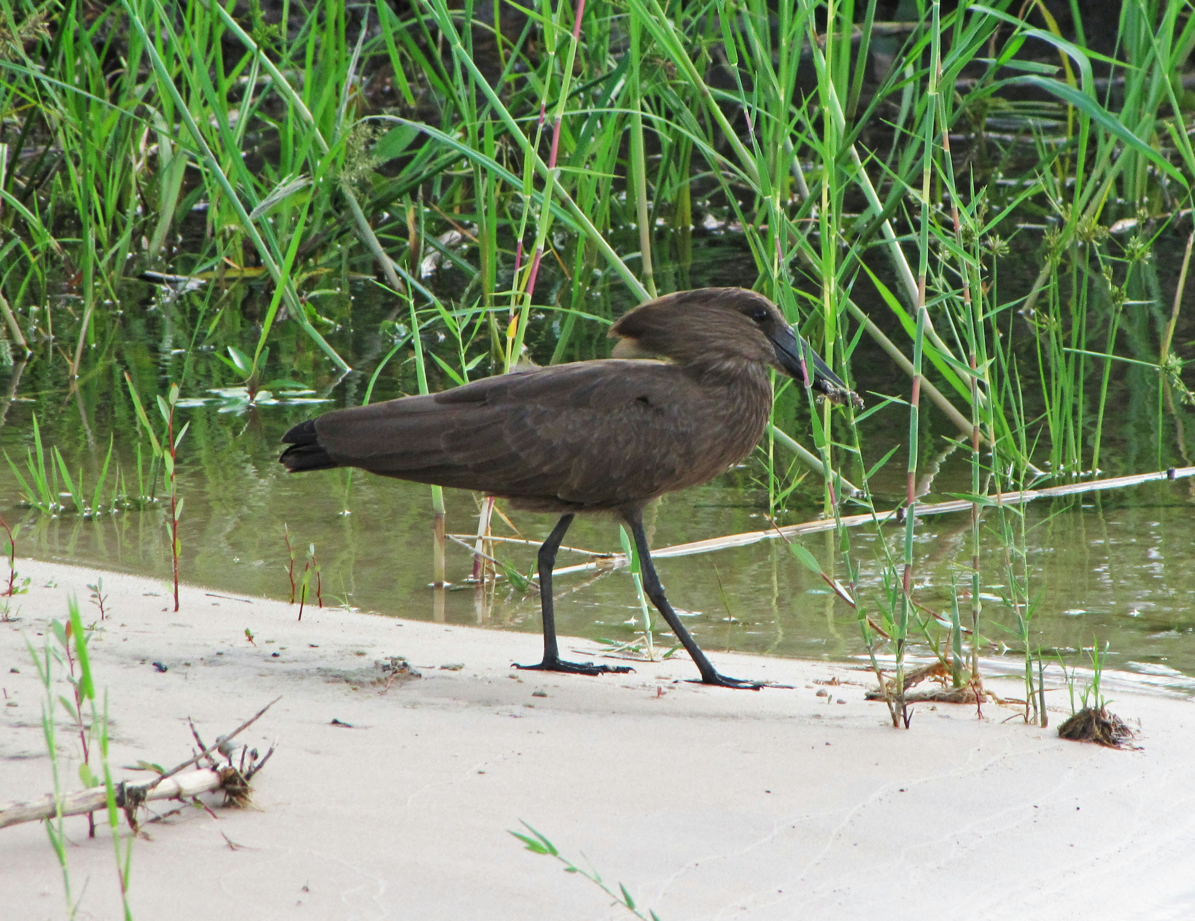 Uccello in piedi vicino all'acqua con erba verde sullo sfondo