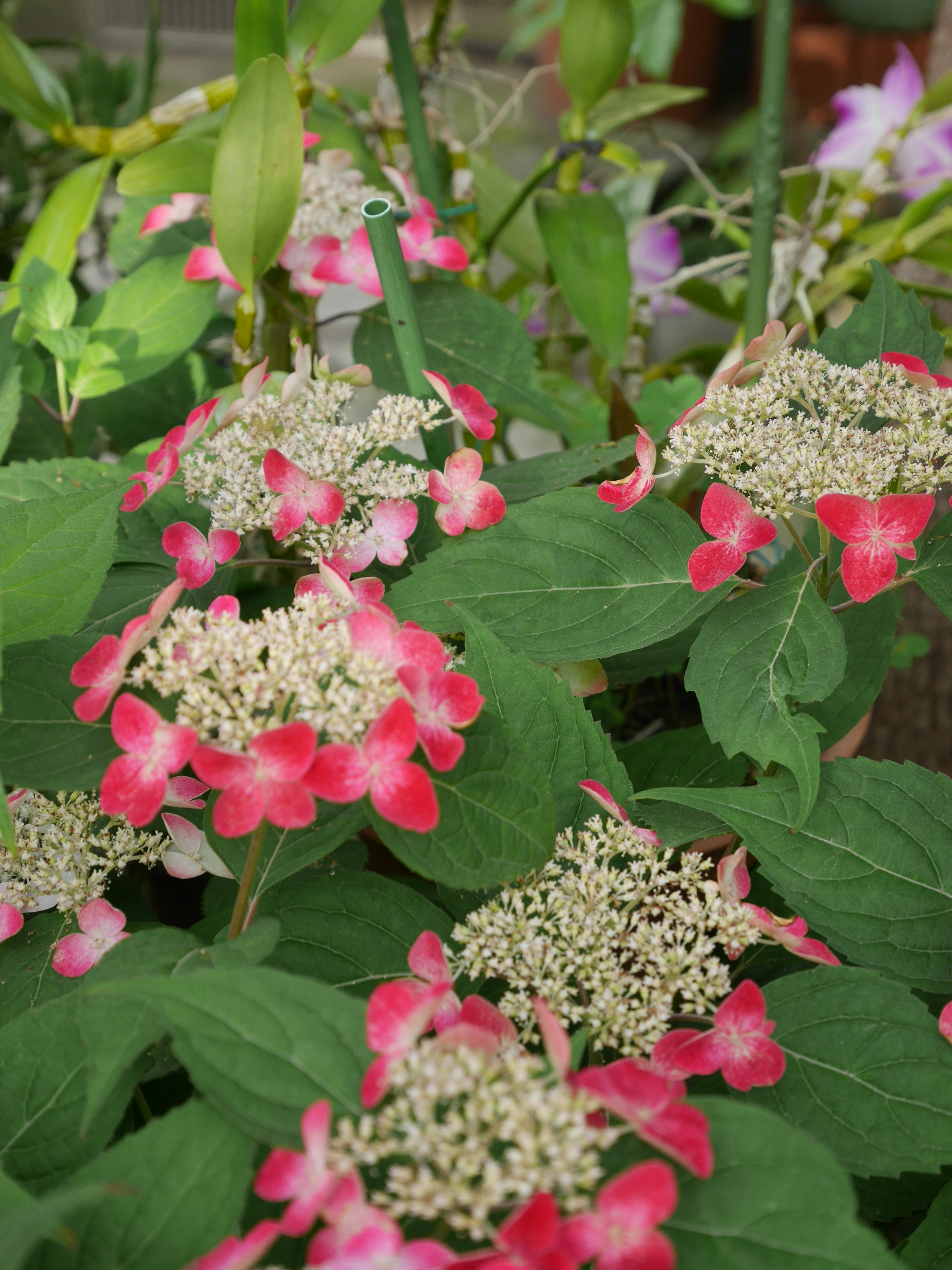 Tanaman dengan bunga pink dan daun hijau