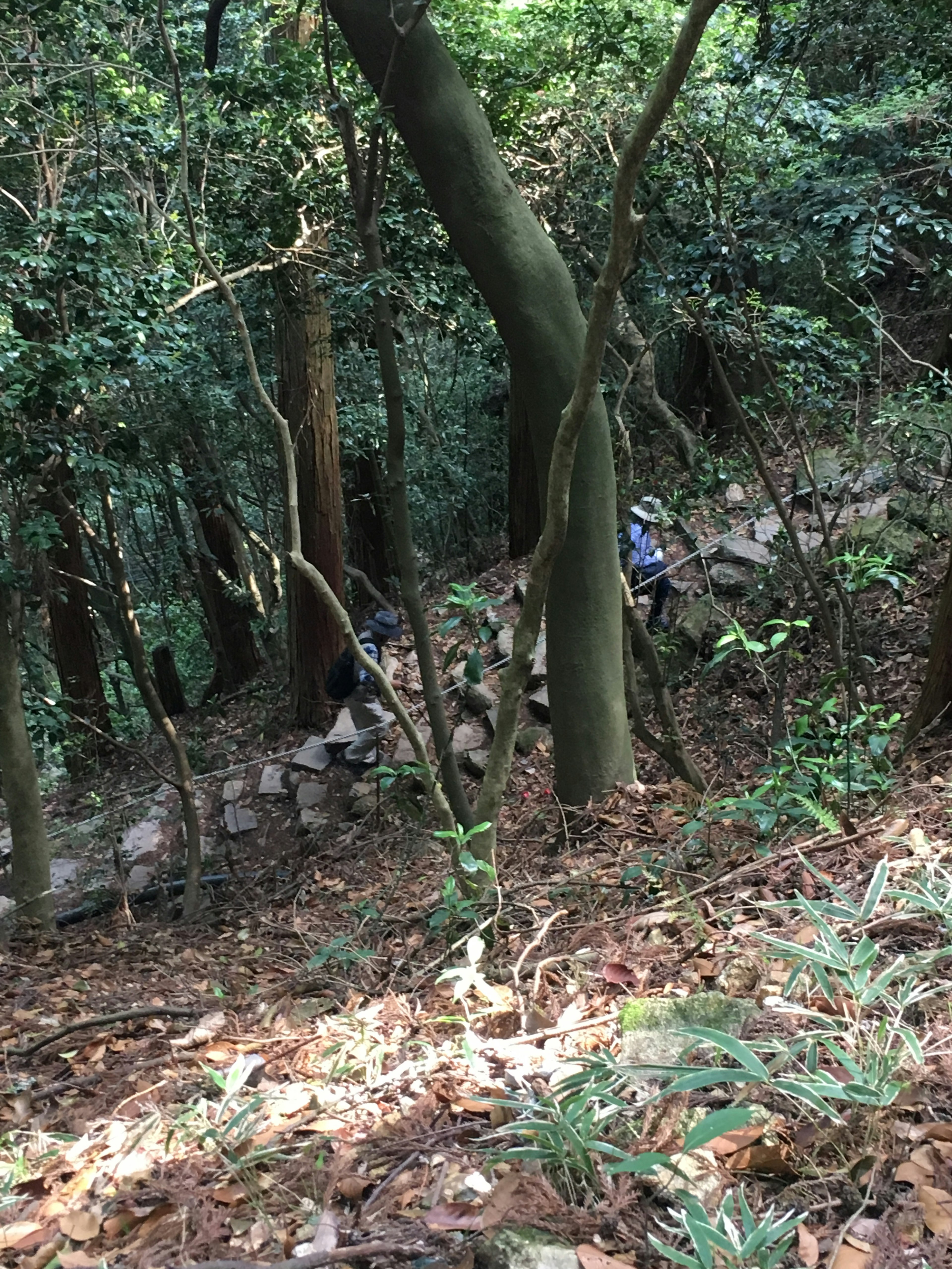 Persone che salgono scale di pietra ripide in una foresta lussureggiante