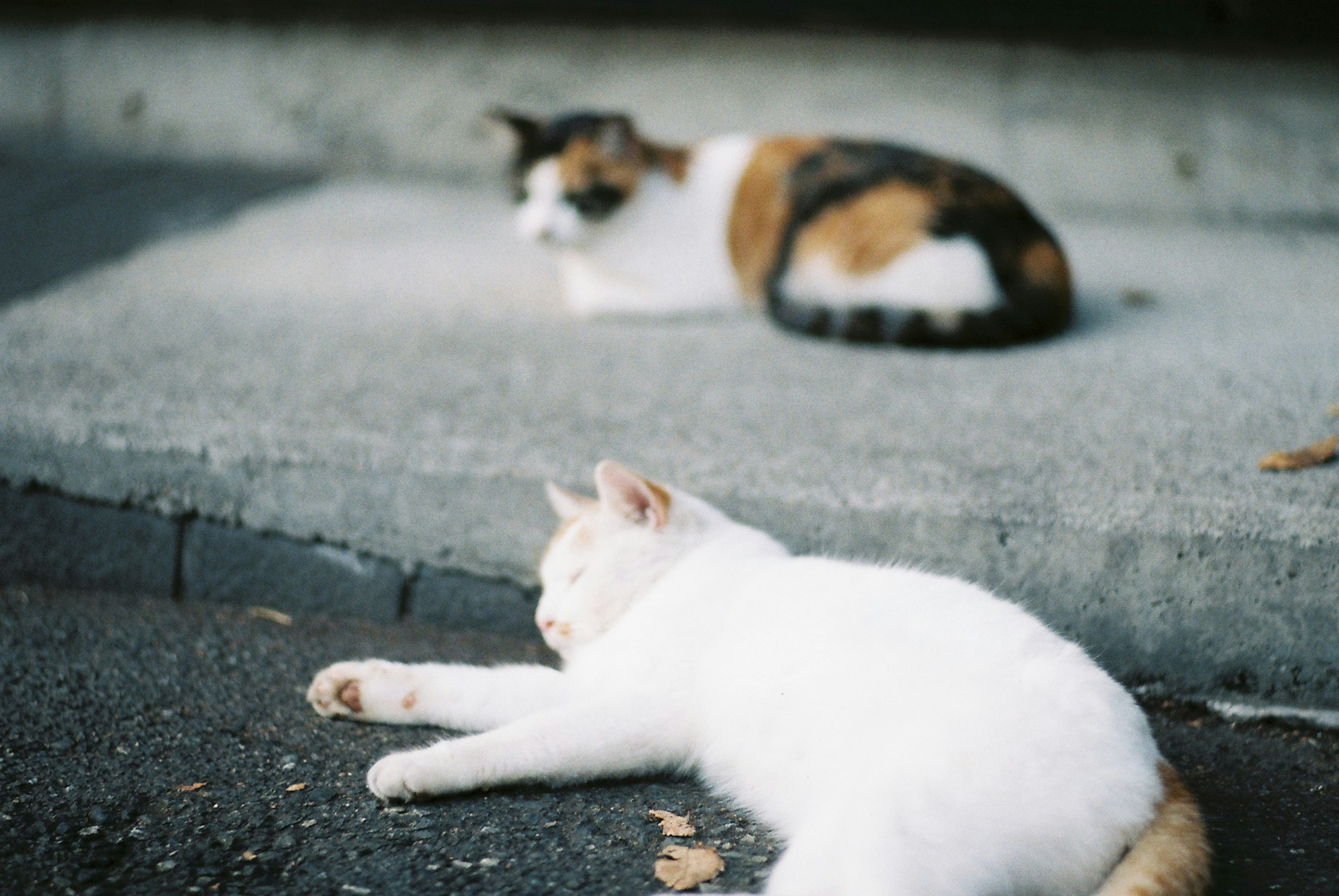 Un gatto bianco e un gatto calico riposano sul pavimento