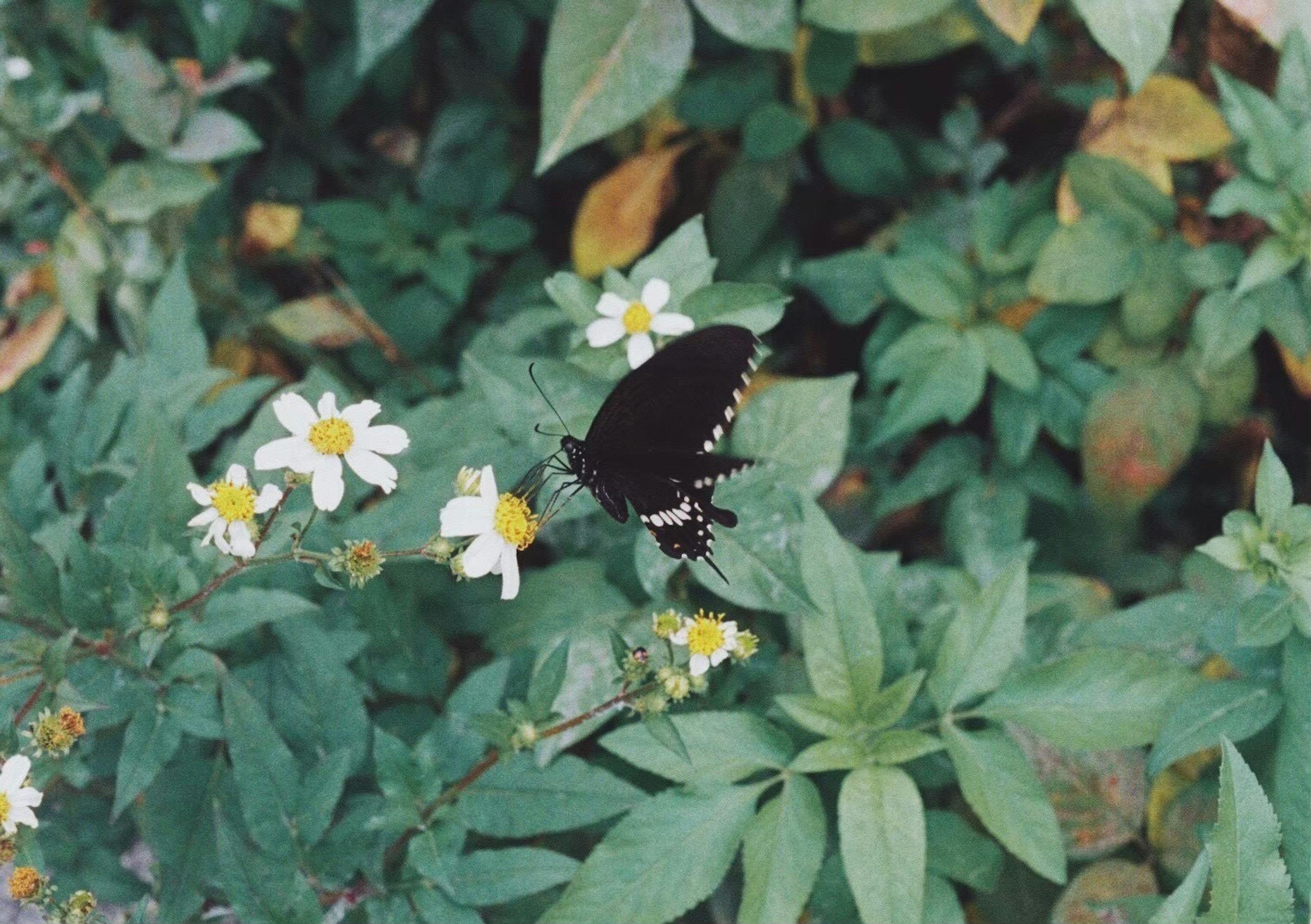 Ein schwarzer Schmetterling sitzt auf weißen Blumen, umgeben von grünen Blättern