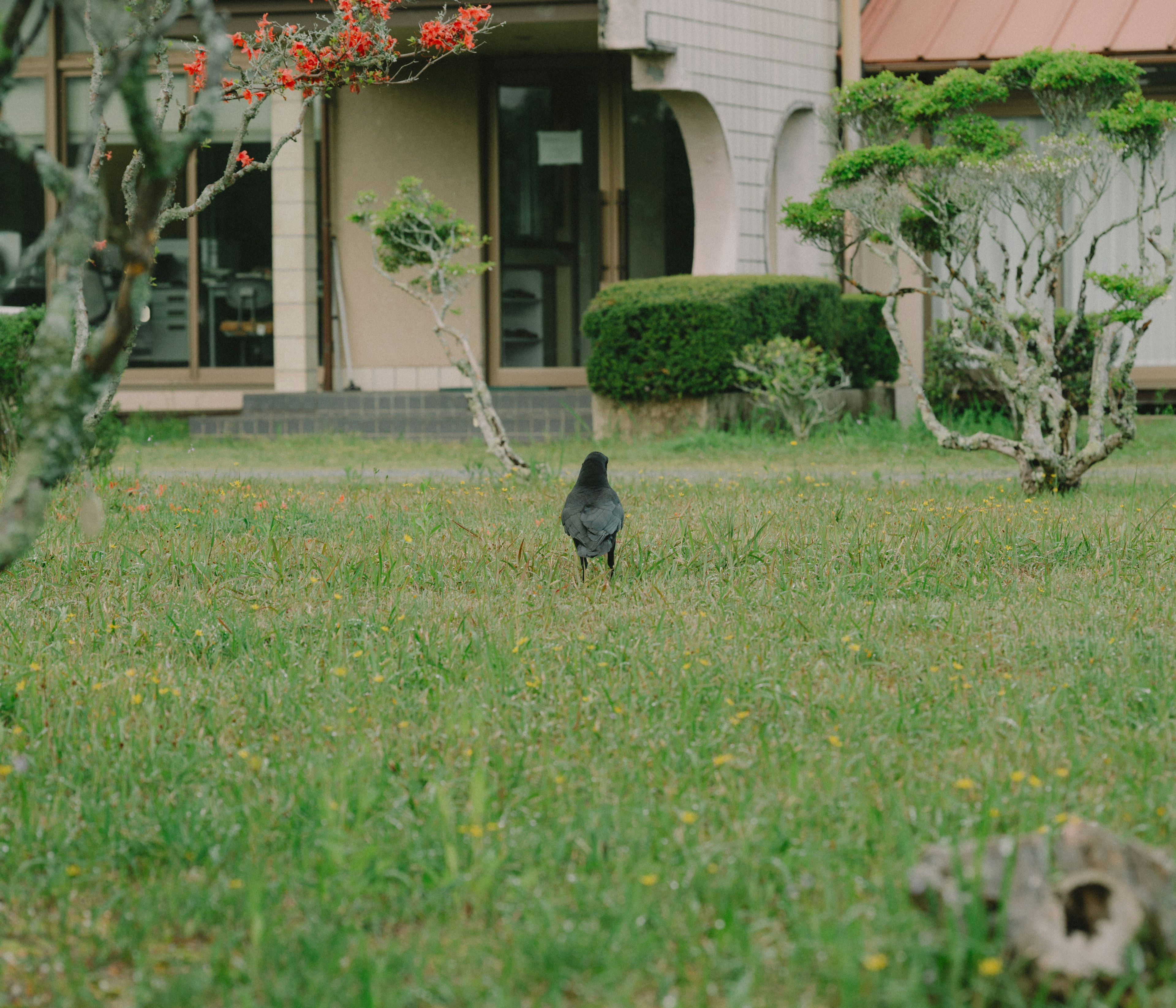 緑の芝生にいる黒い鳥と背景の建物