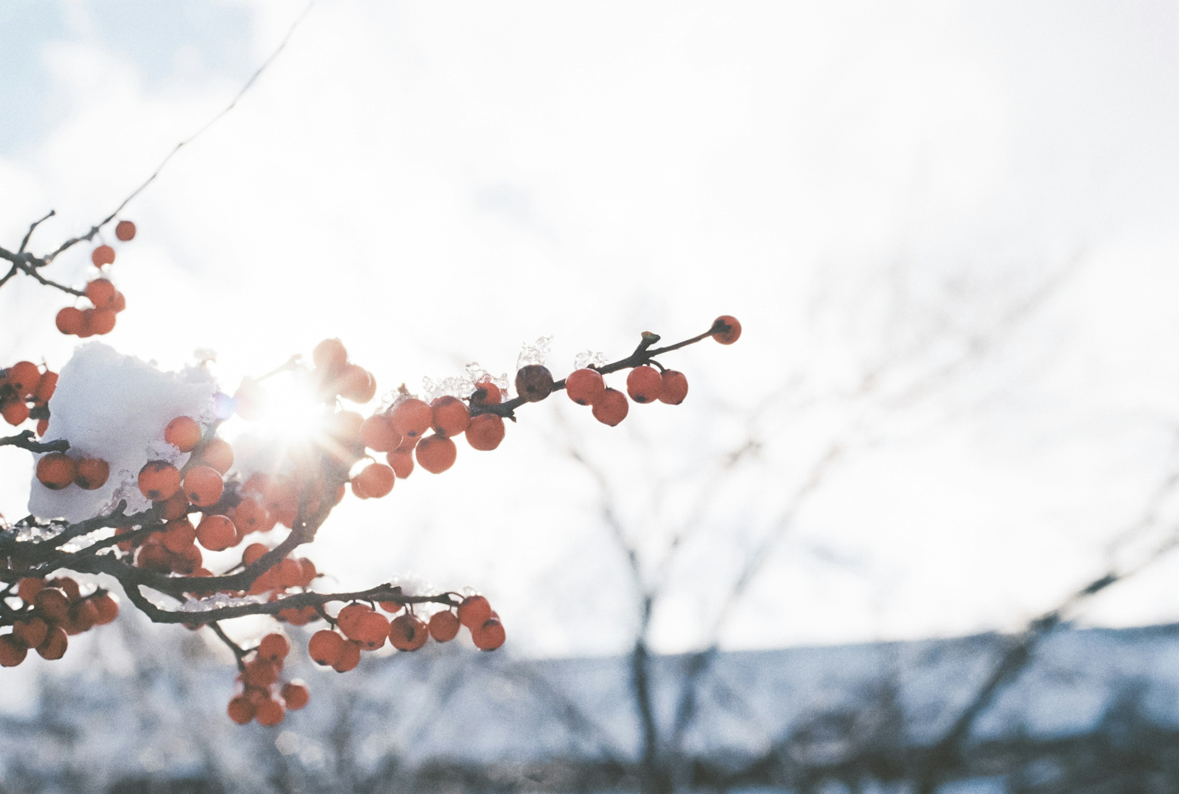 Zweig mit roten Beeren und Sonnenlicht, das durch den Schnee scheint