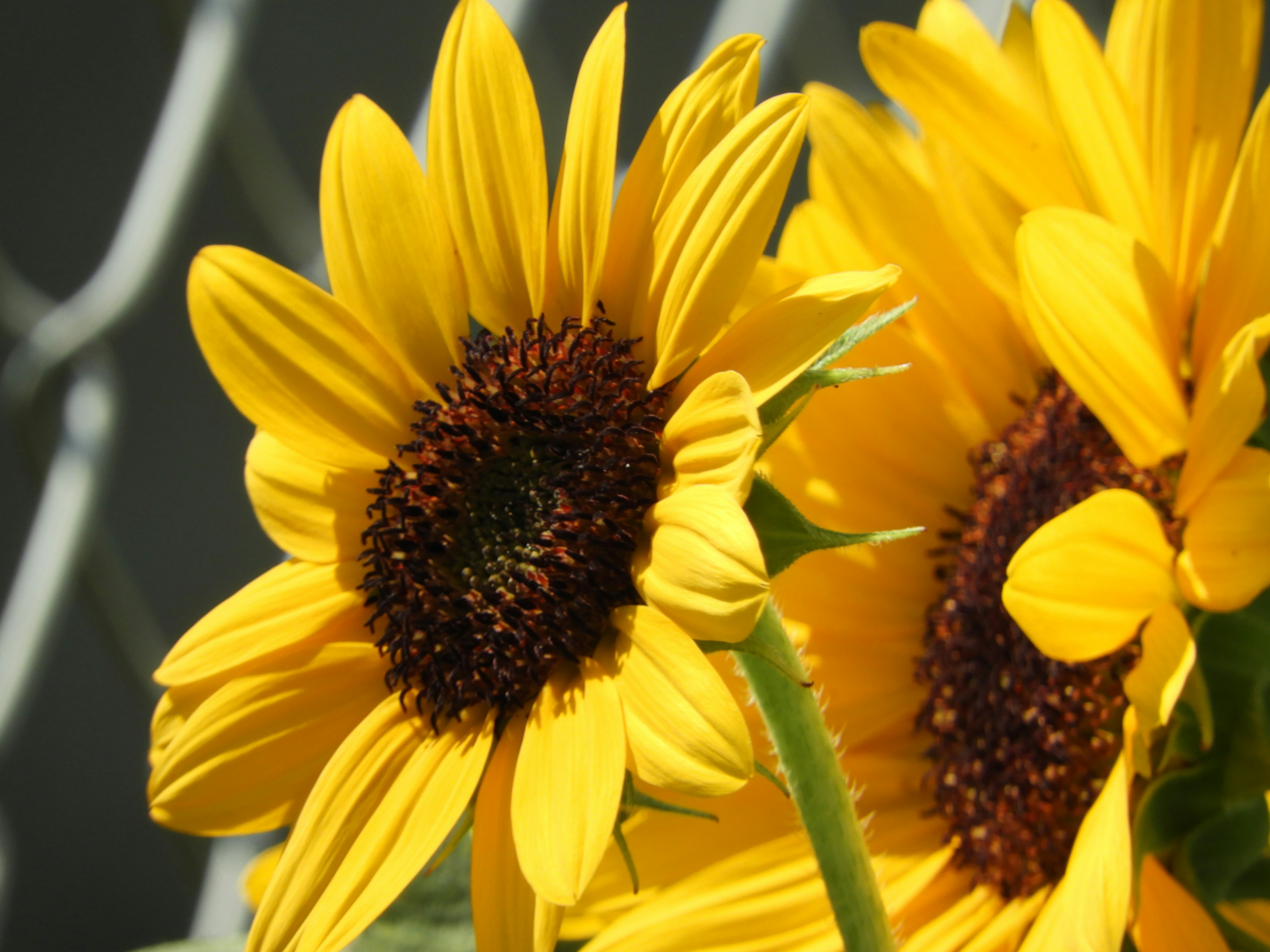 Vibrant yellow sunflowers blooming with dark centers