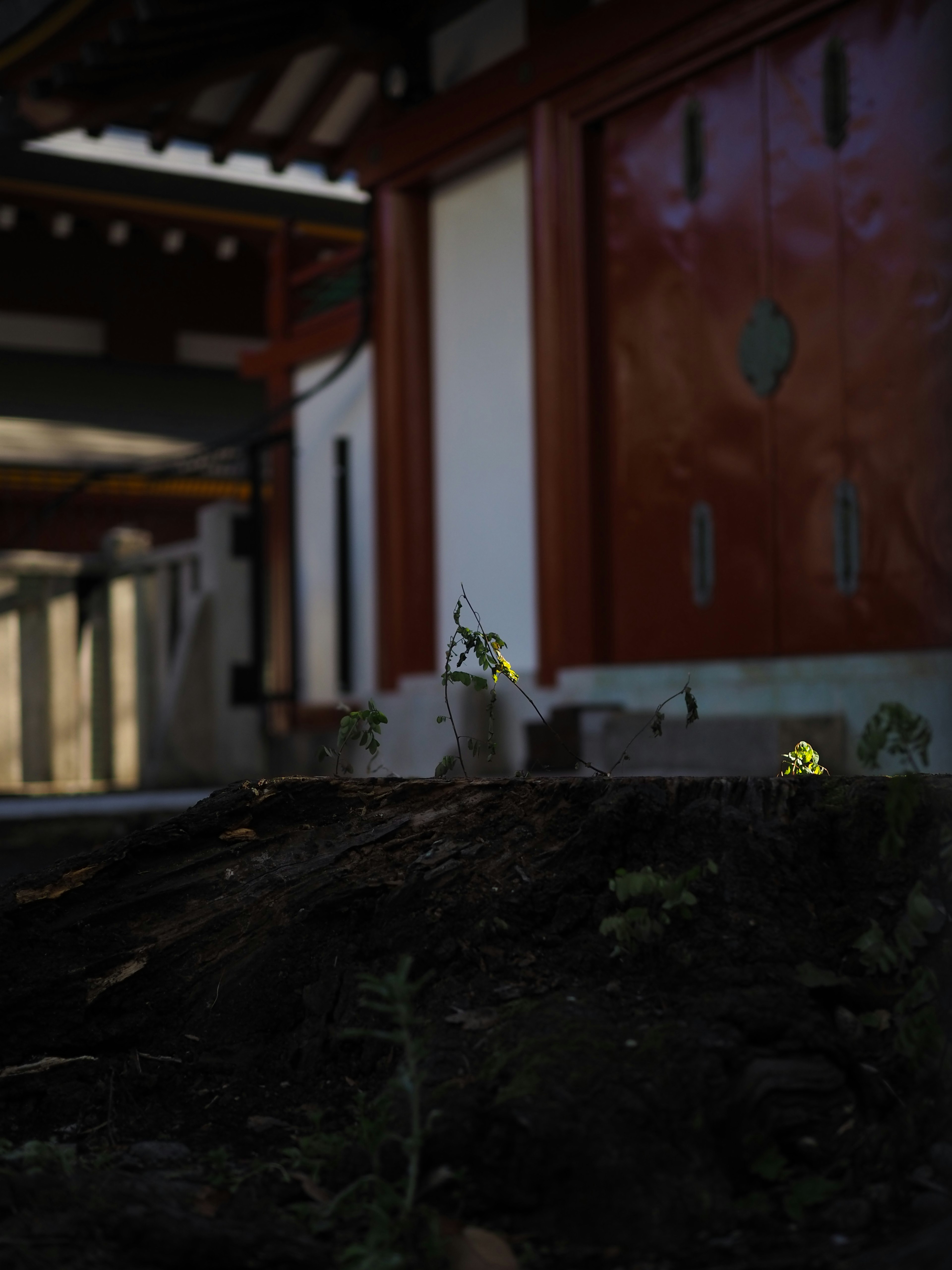 New sprouts emerging from a stump in front of an old building