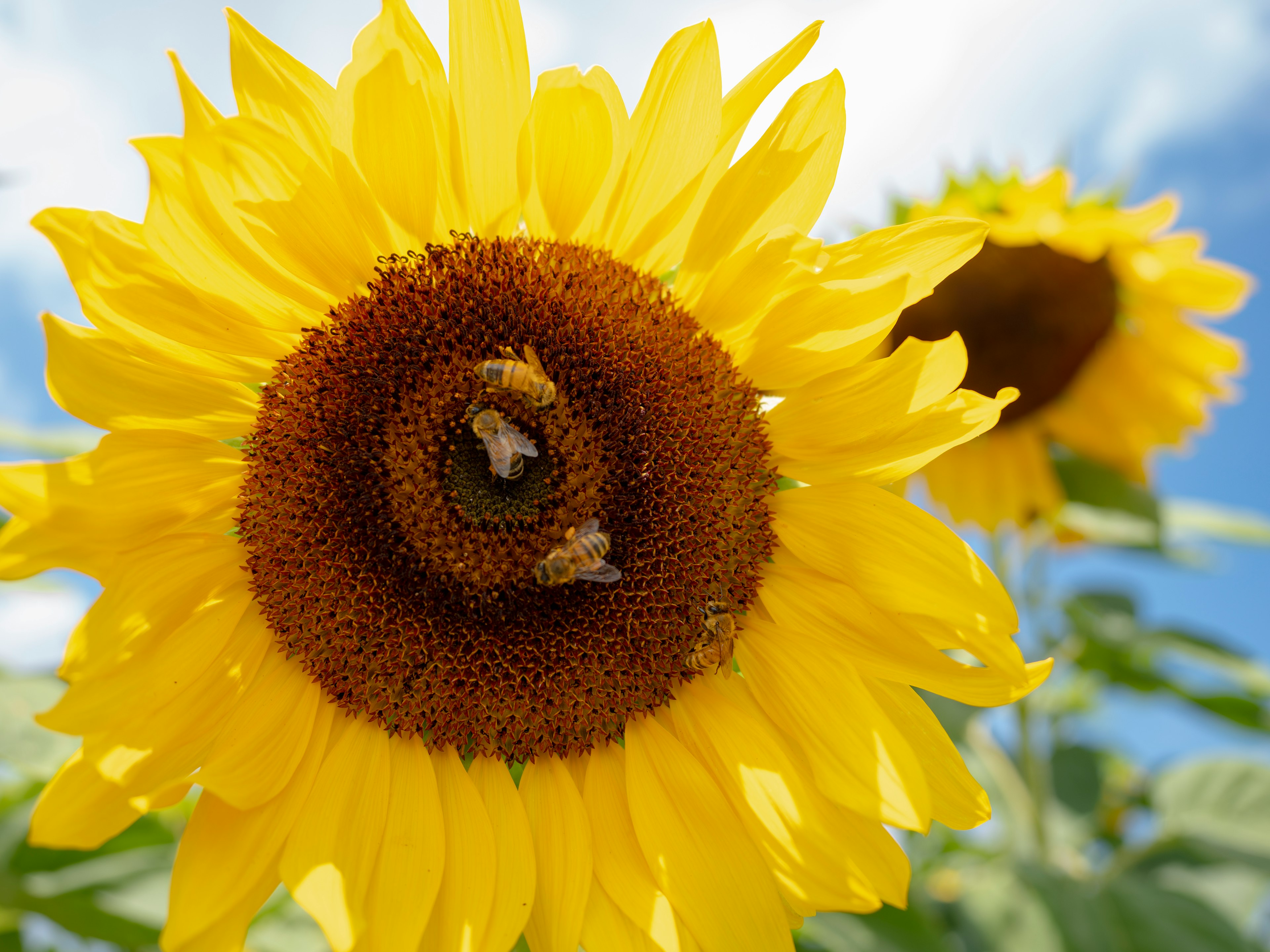 Des tournesols jaunes brillants fleurissant sous un ciel bleu