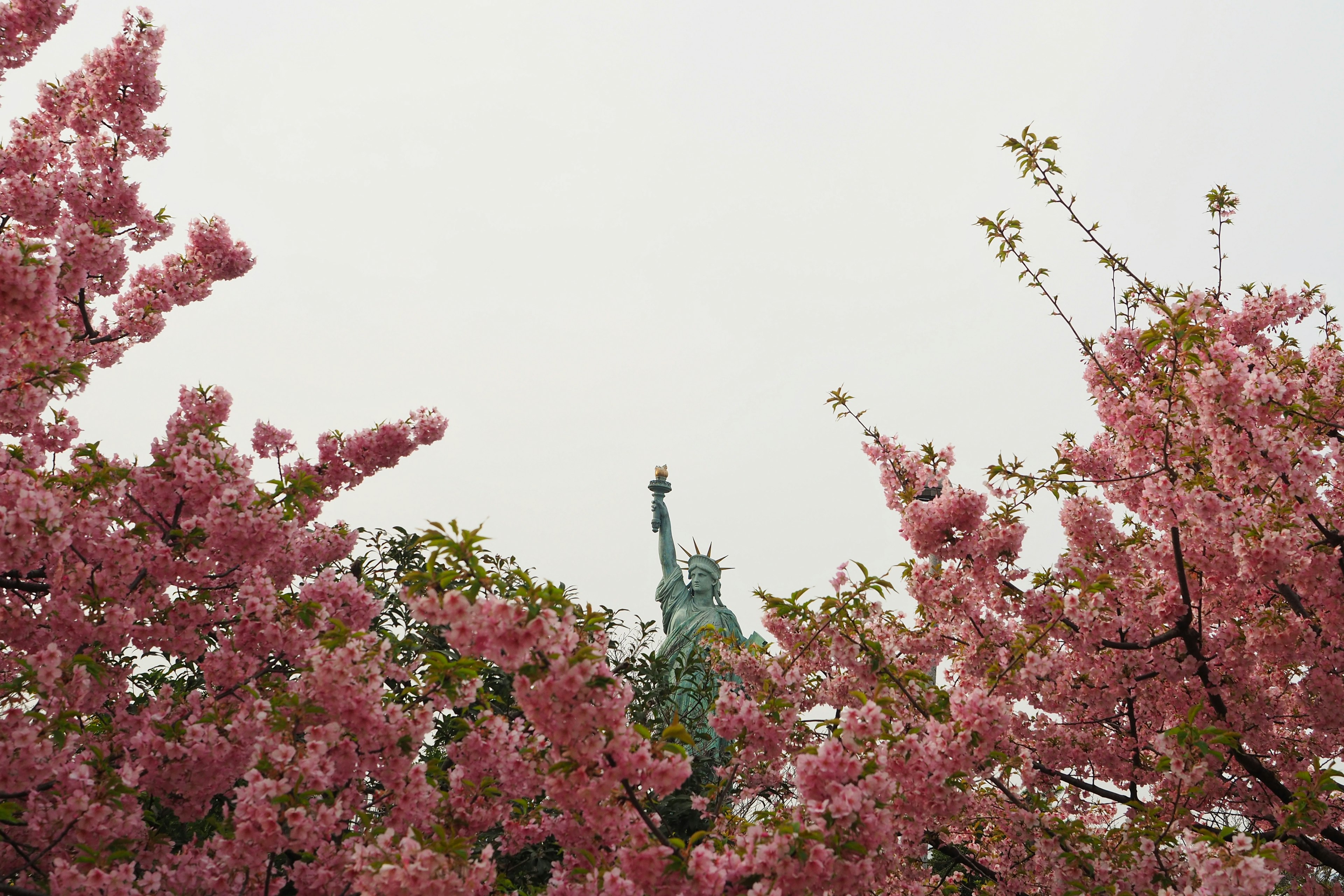 Vue de la Statue de la Liberté entourée de cerisiers en fleurs