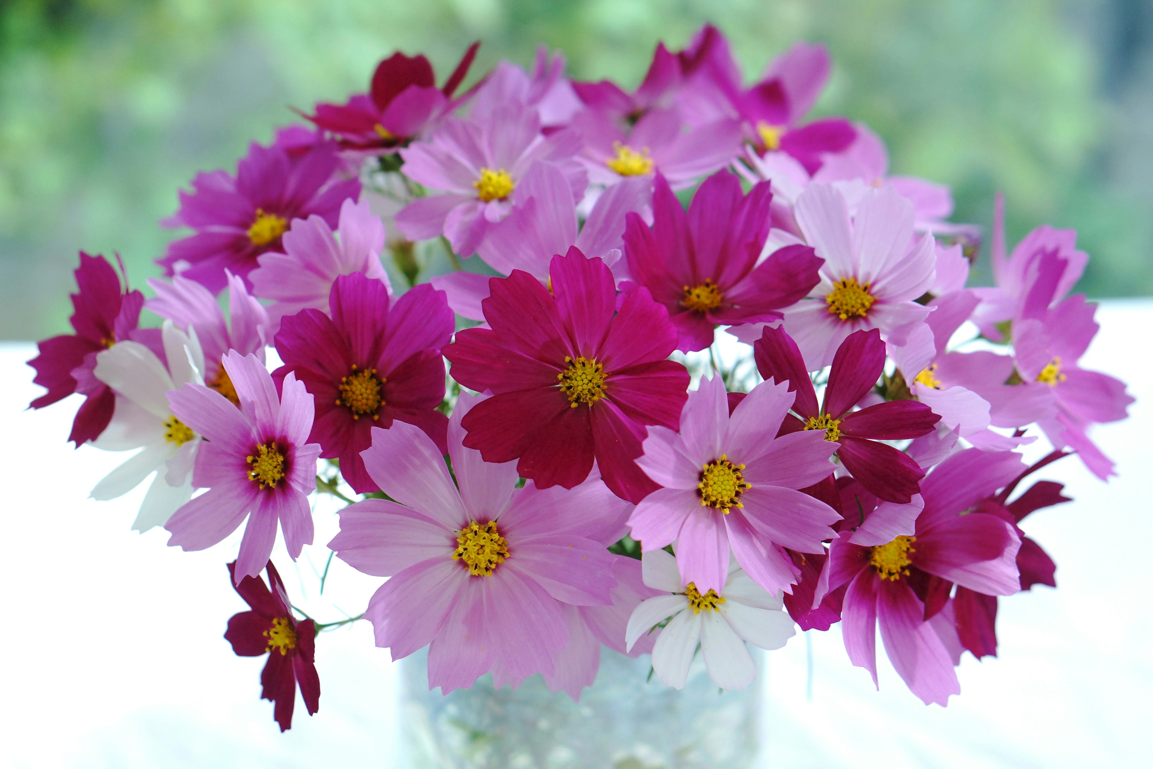 Un bouquet vibrant de fleurs cosmos montrant différentes nuances de rose et de violet