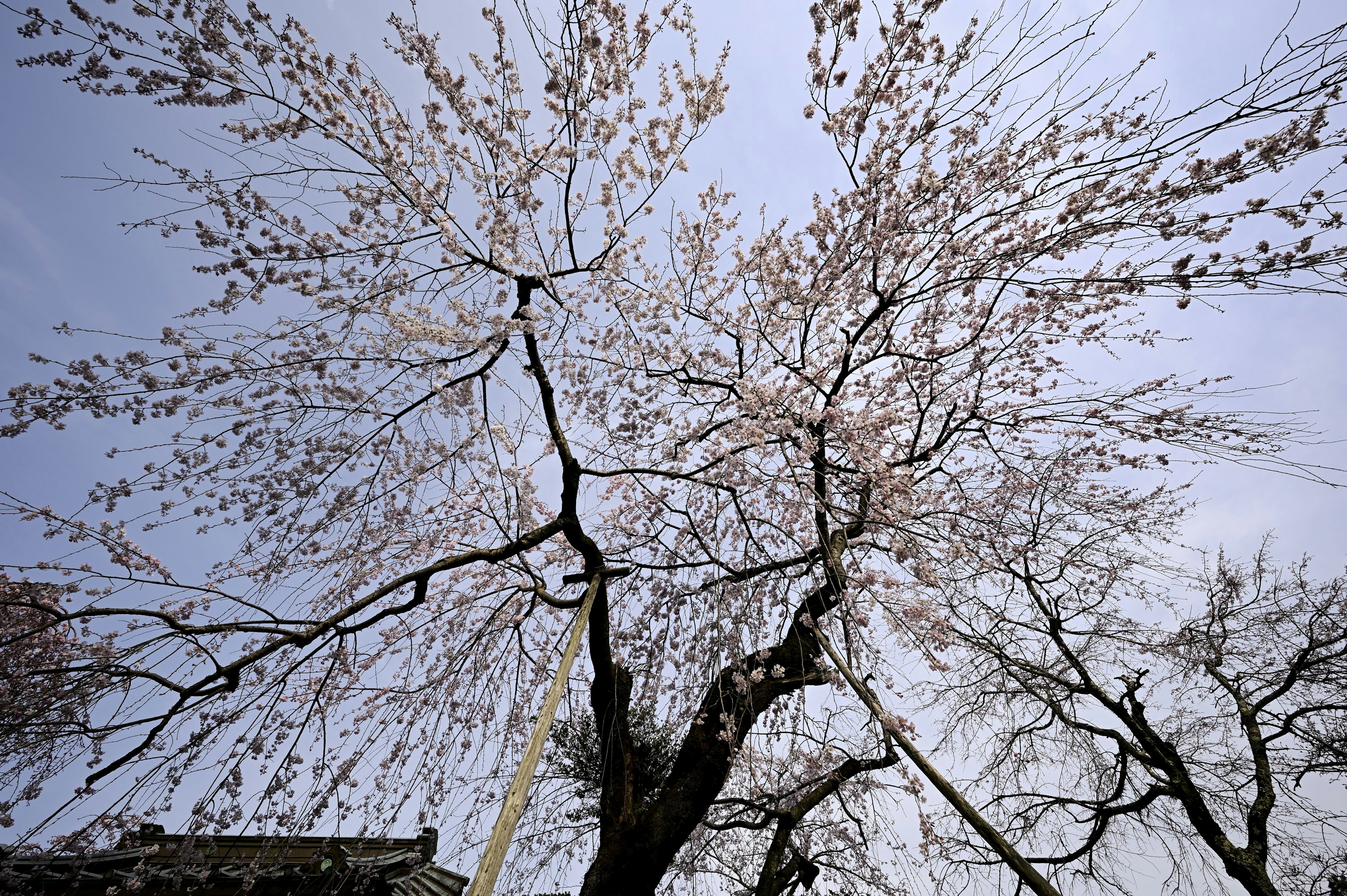 Cabang pohon sakura yang berbunga di bawah langit biru