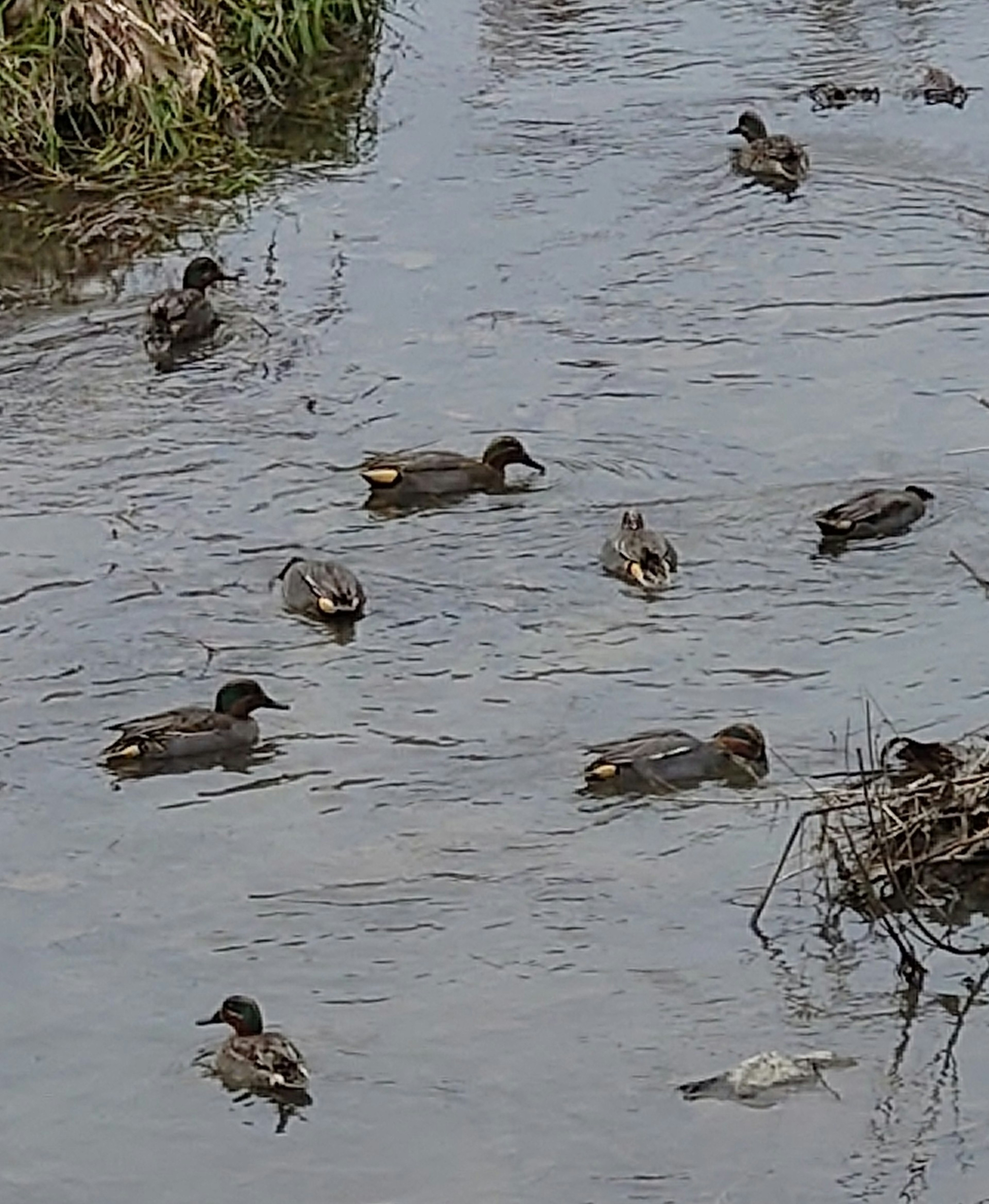 Un grupo de patos nadando en la superficie del agua