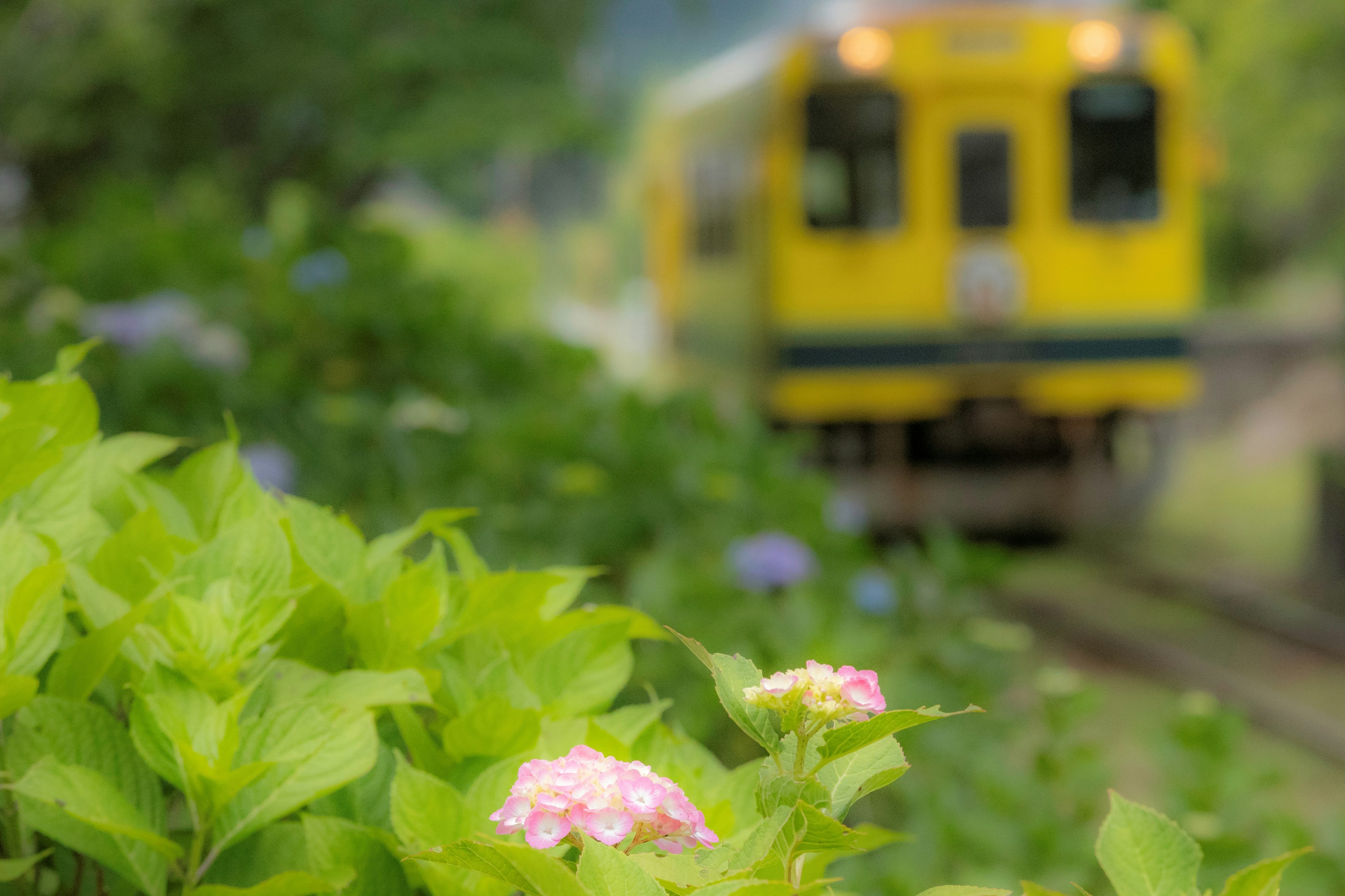 緑の背景に咲く花と黄色い列車