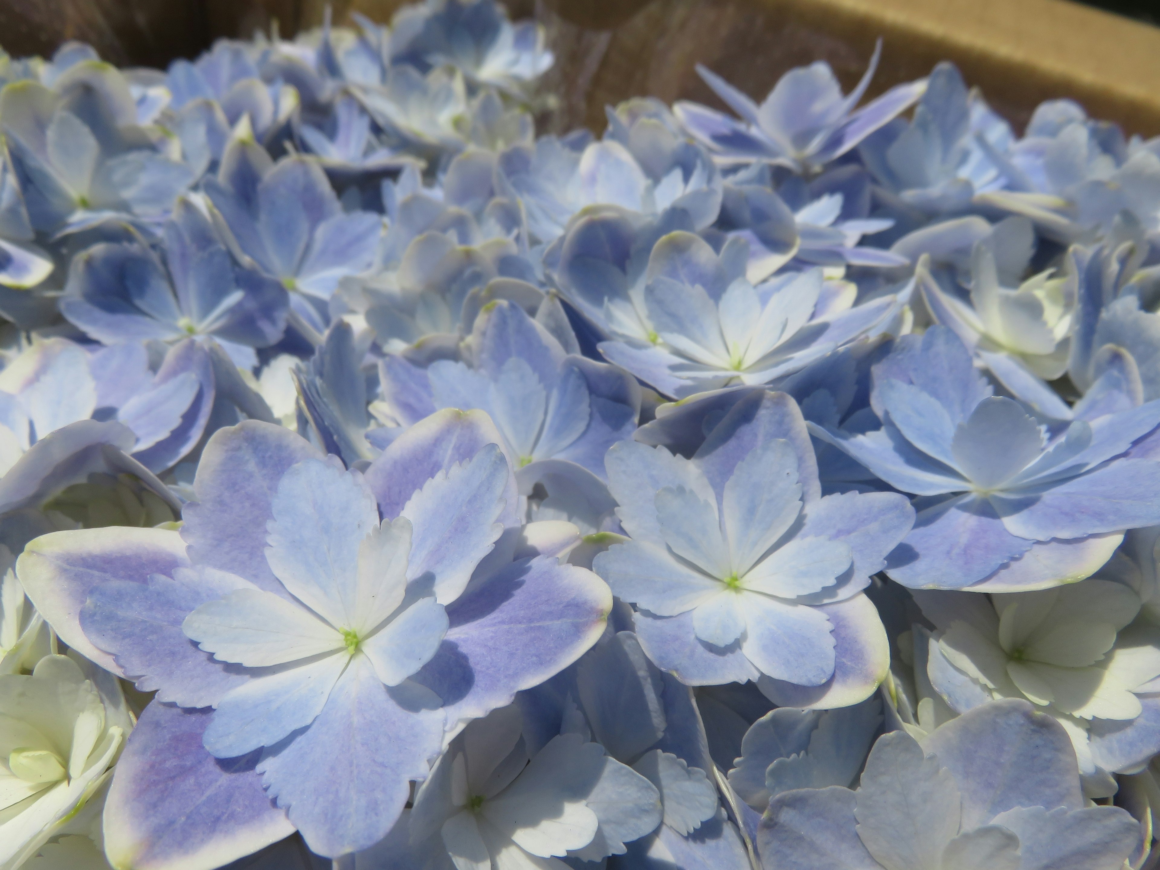 A cluster of delicate blue flower petals