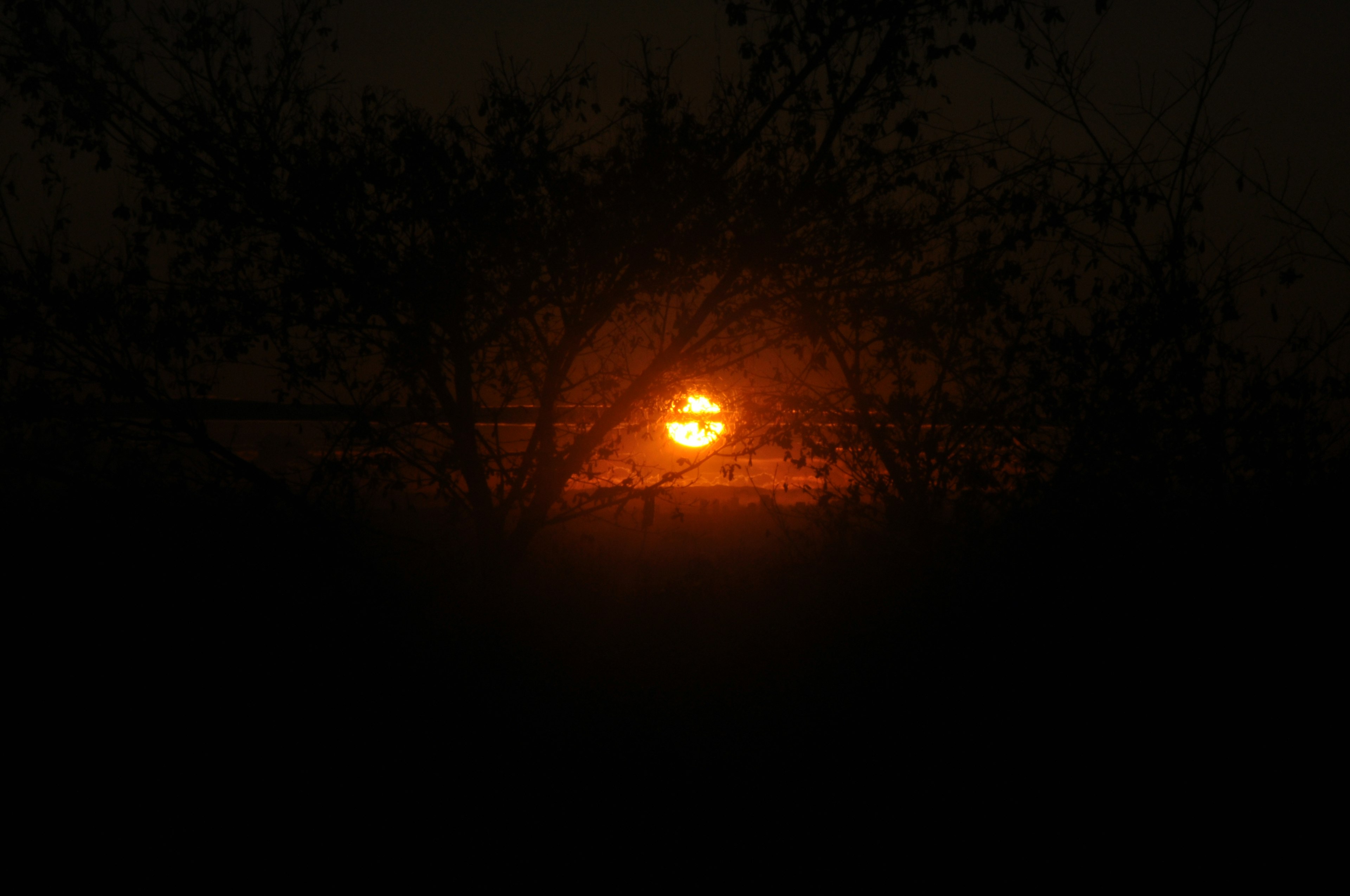 Silhouette eines Sonnenuntergangs, sichtbar durch Bäume