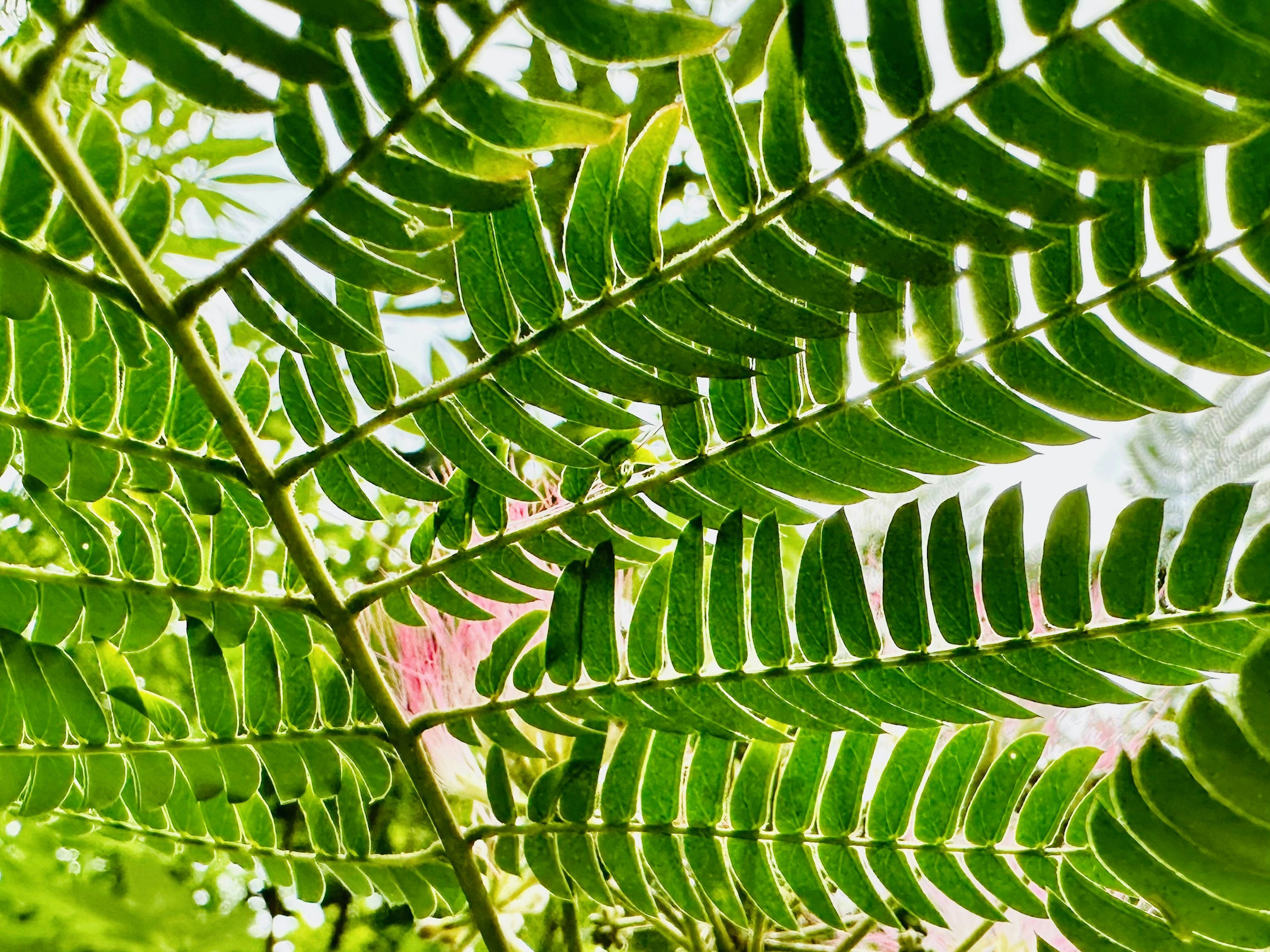 Layers of green leaves with a soft background