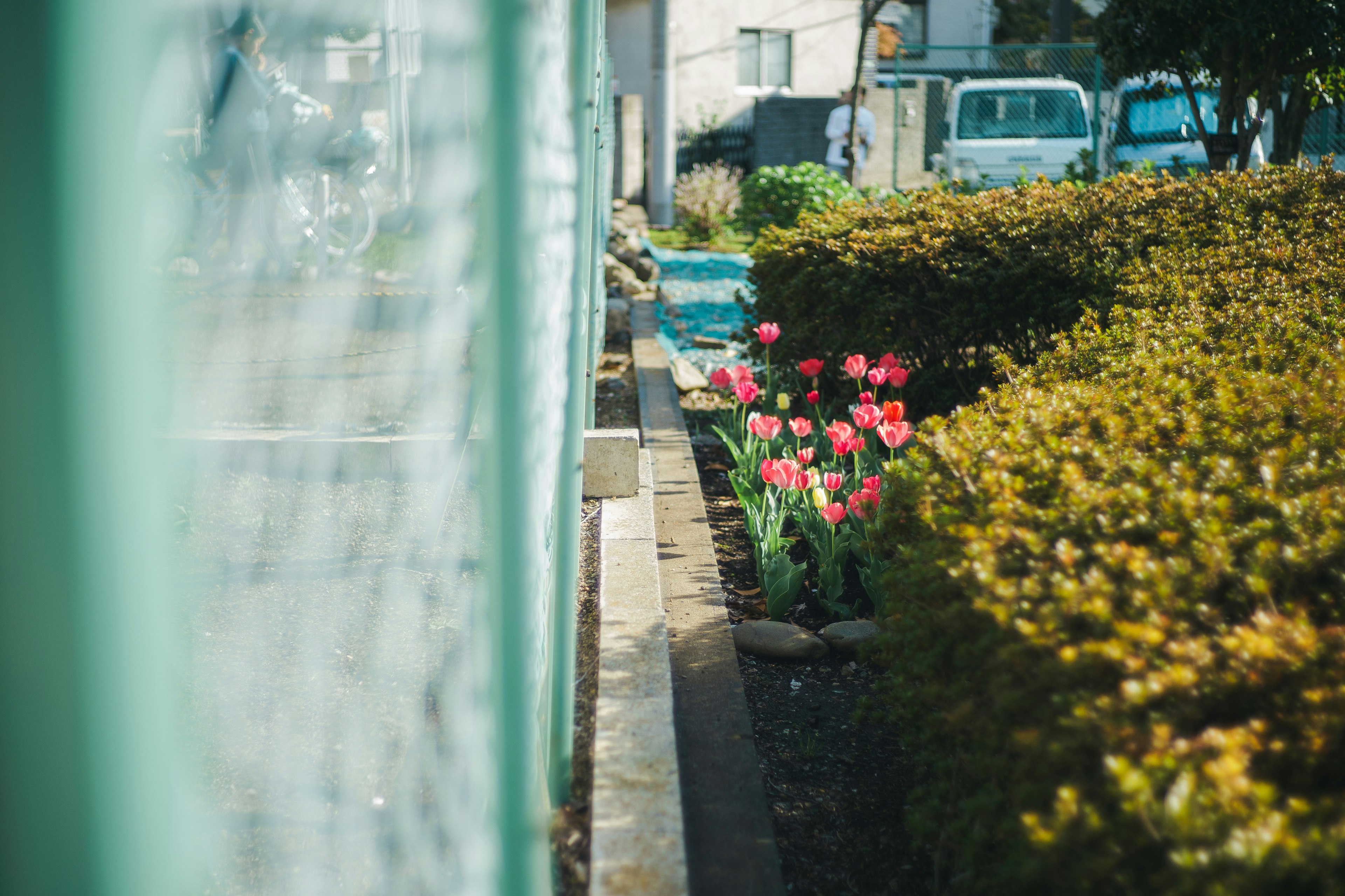 Tulipes colorées fleurissant derrière une clôture verte avec des haies soigneusement taillées