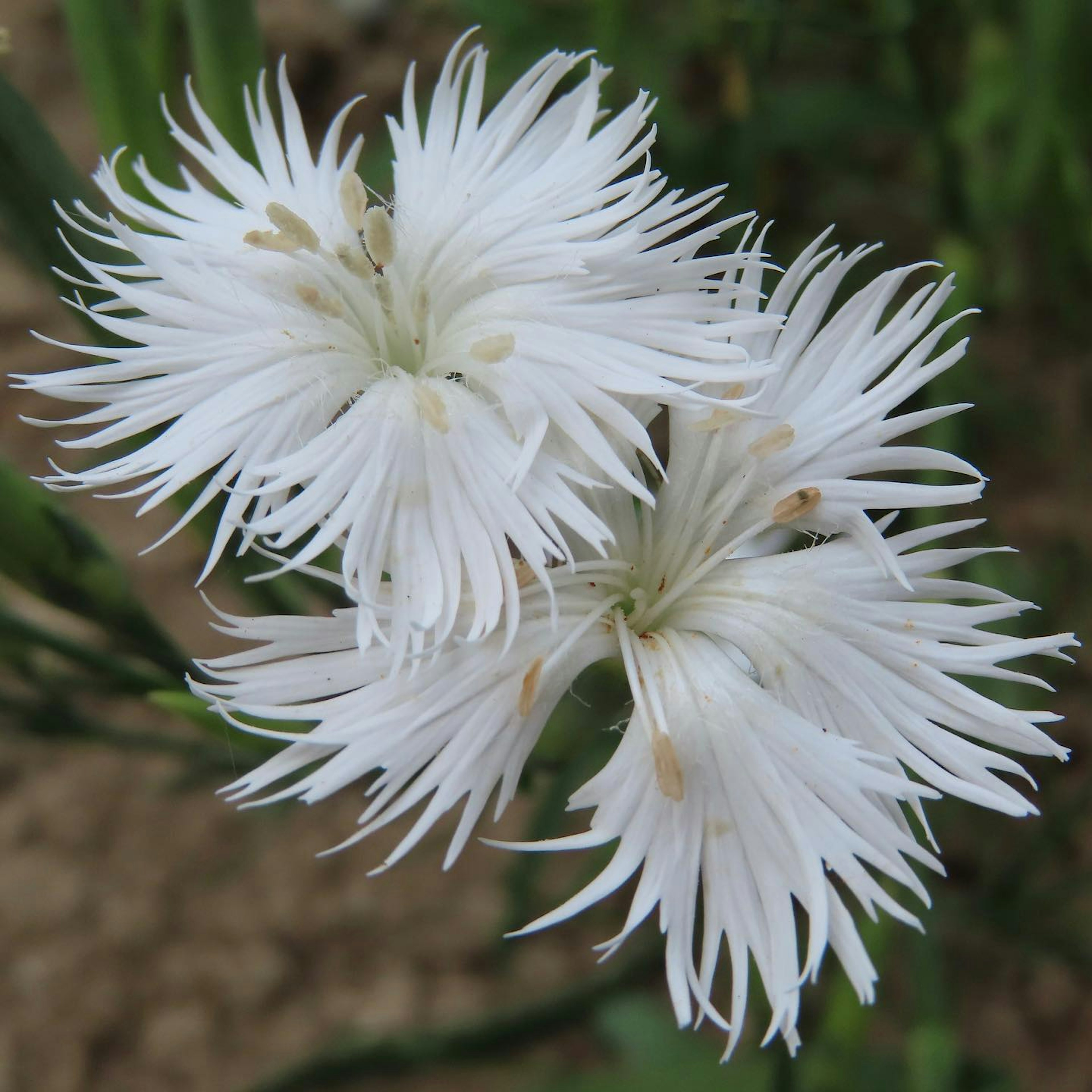 Primo piano di fiori bianchi con petali allungati che mostrano caratteristiche uniche