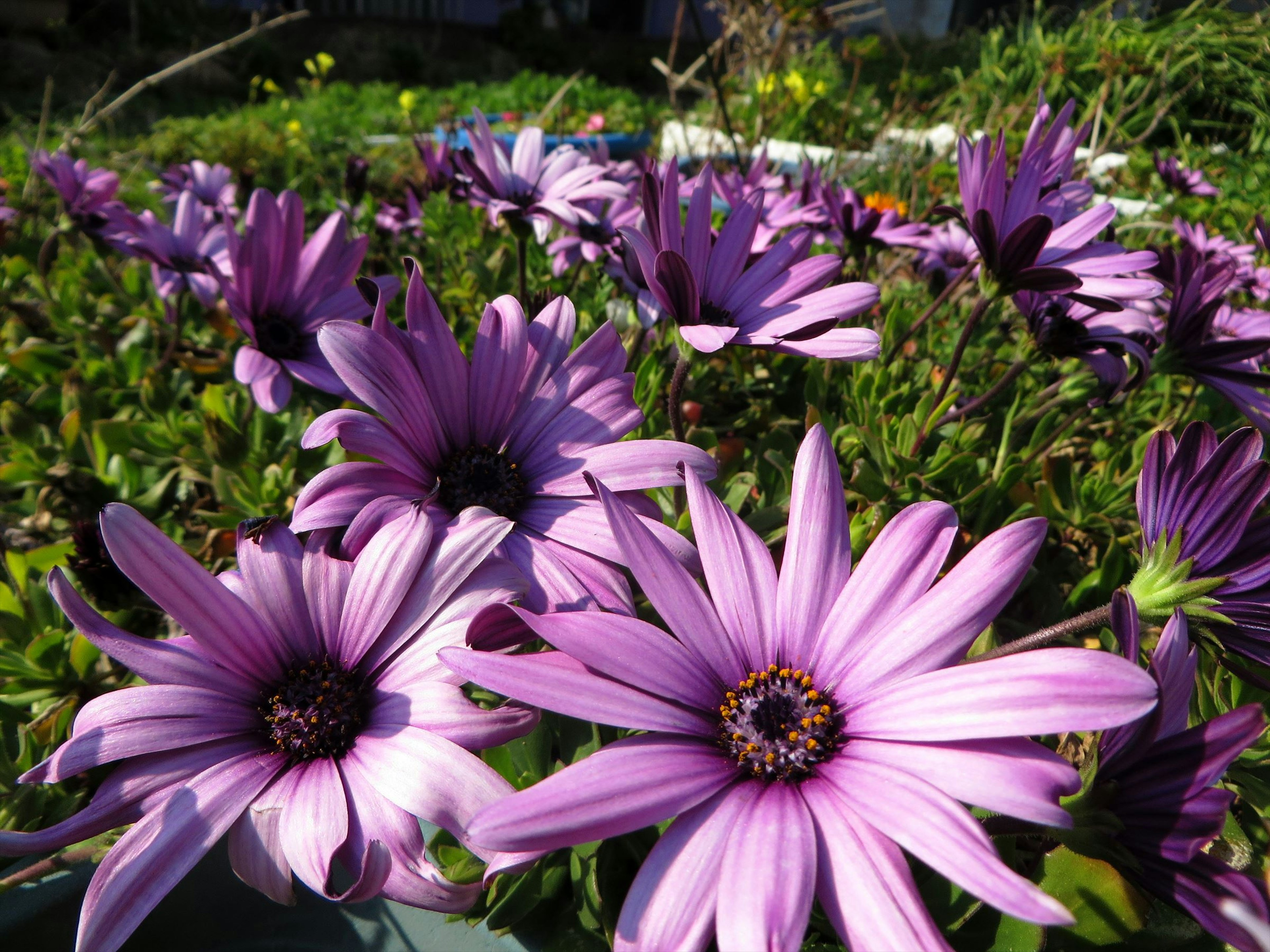 Une scène de jardin avec des fleurs violettes en fleurs