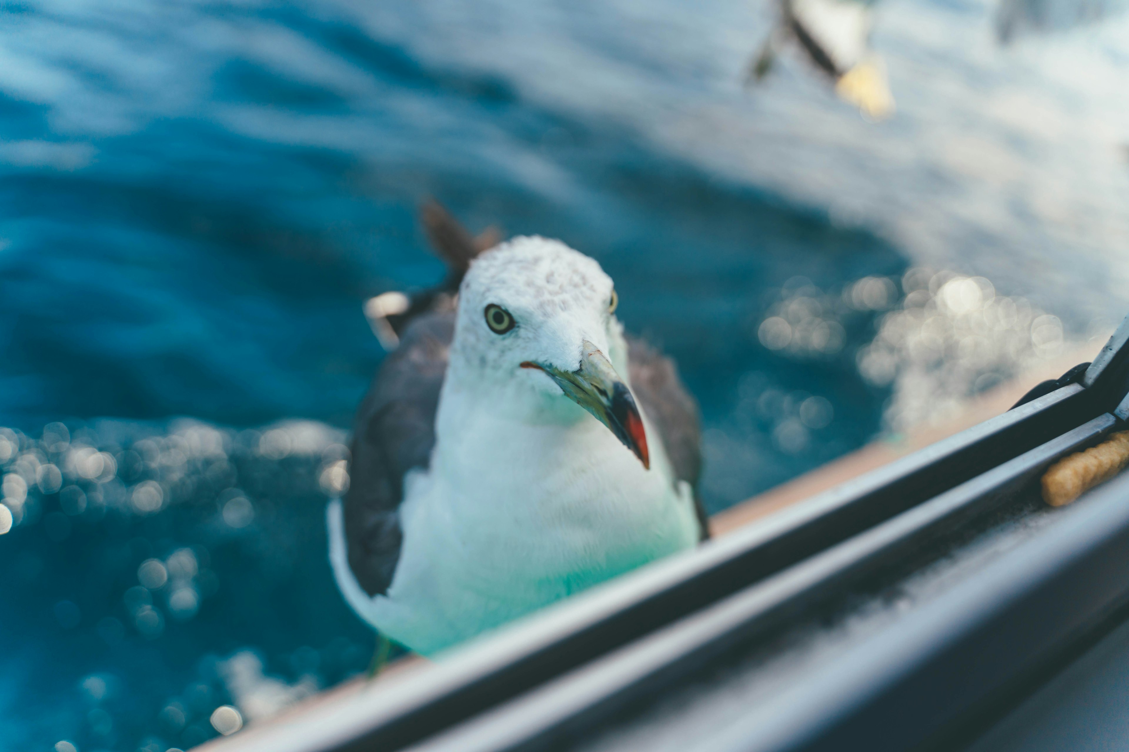 Acercamiento de una gaviota contra un fondo de océano azul