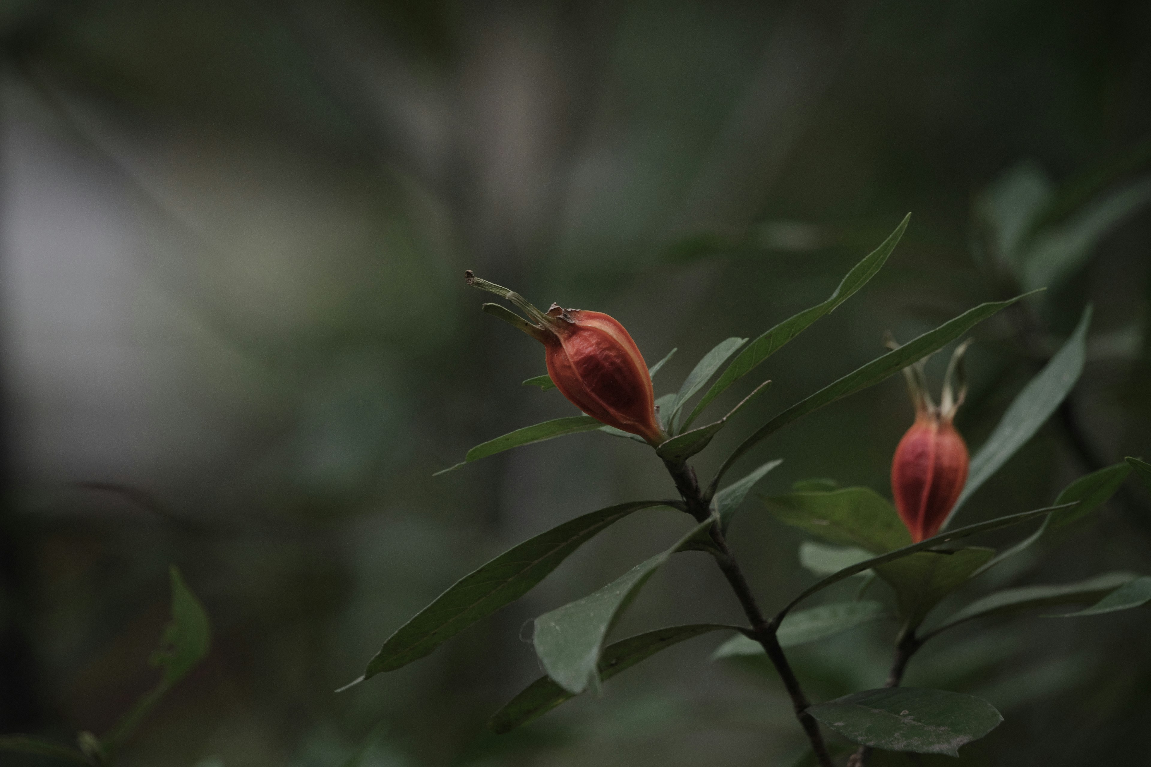 Pflanzenzweig mit roten Knospen vor dunklem Hintergrund