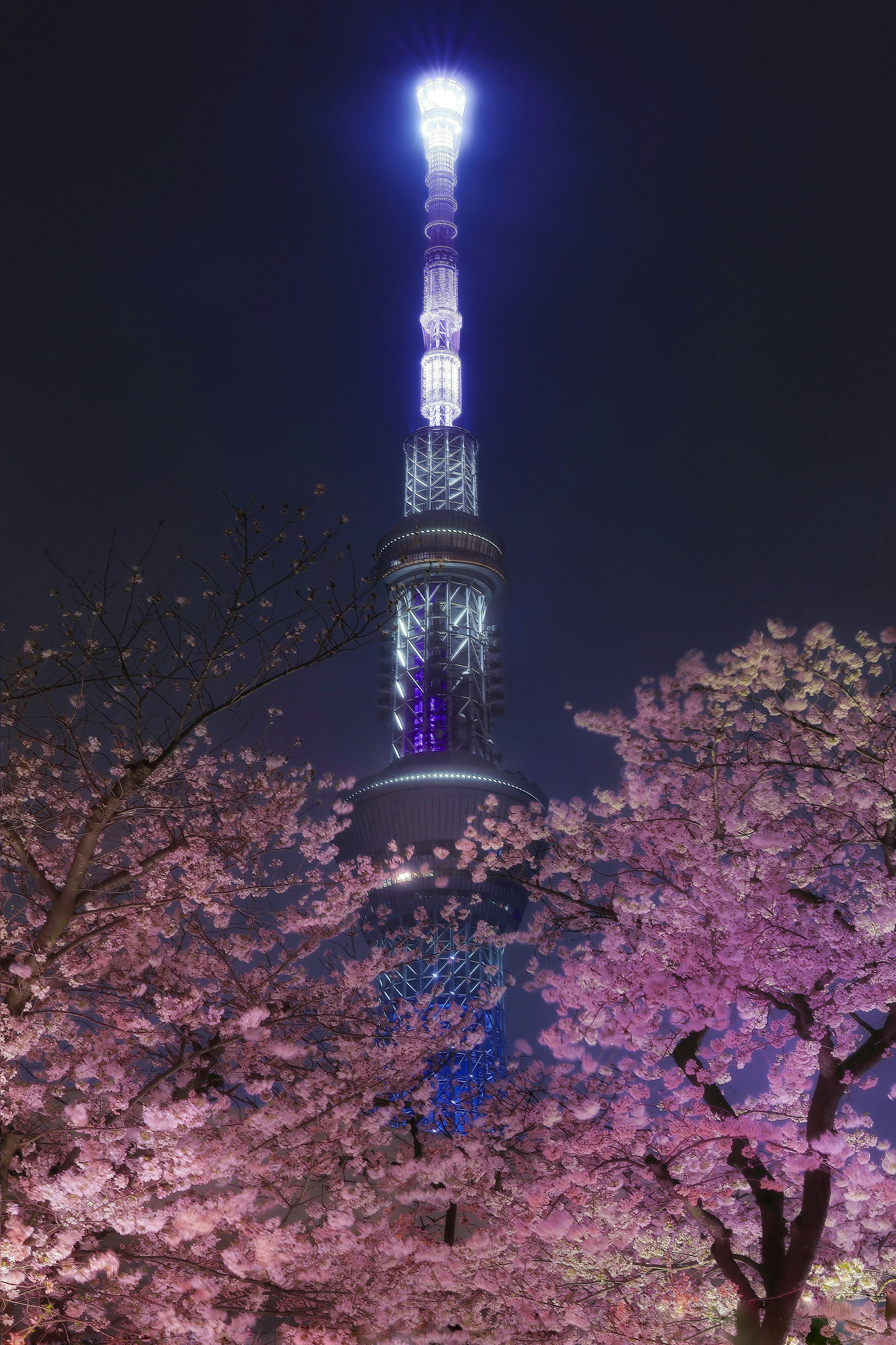 Tokyo Skytree bei Nacht beleuchtet umgeben von Kirschblüten