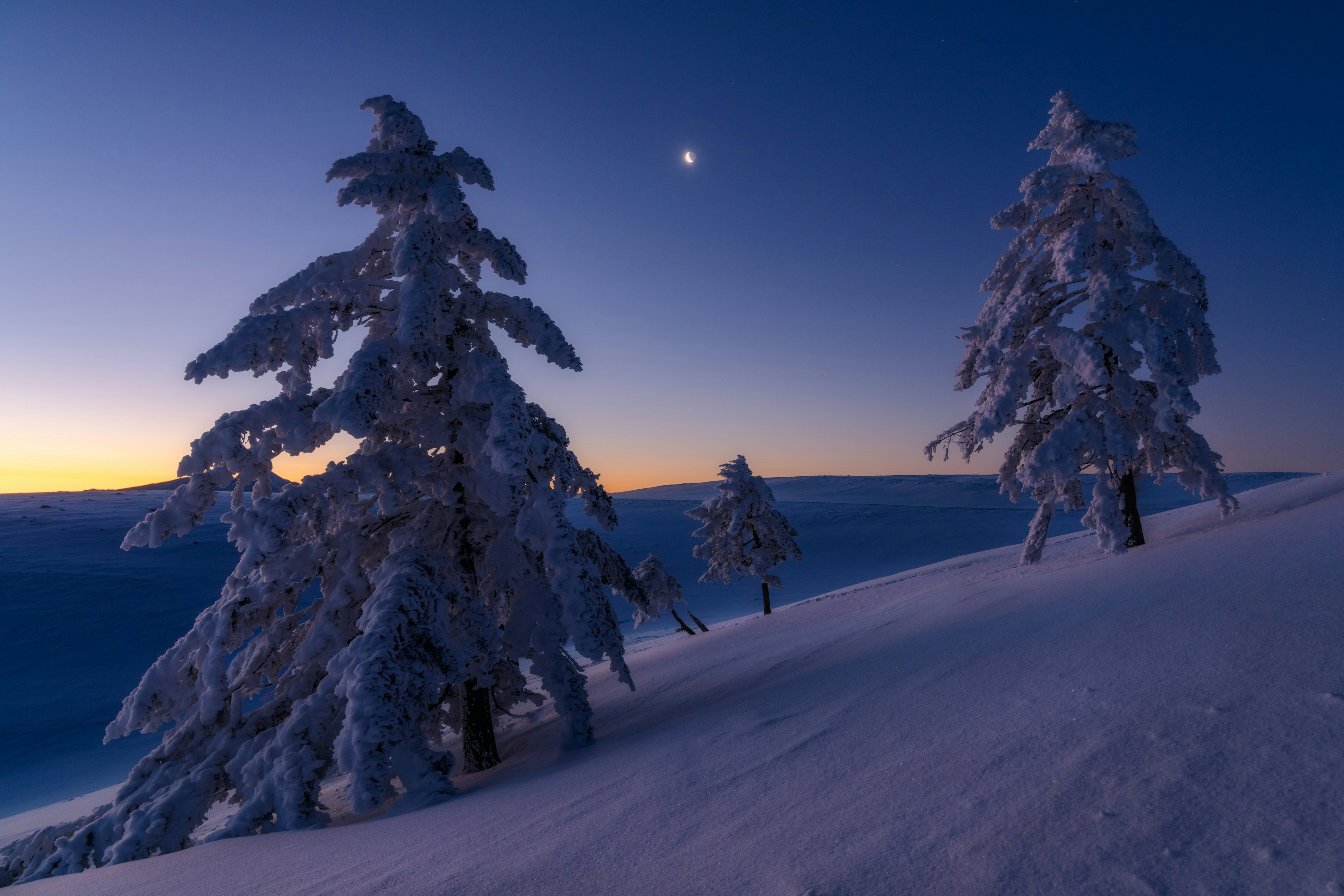 Snow-covered trees under a moonlit winter sky